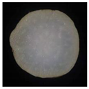 Plants 12 01372 i009 Plants 12 01372 i009