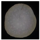 Plants 12 01372 i010 Plants 12 01372 i010