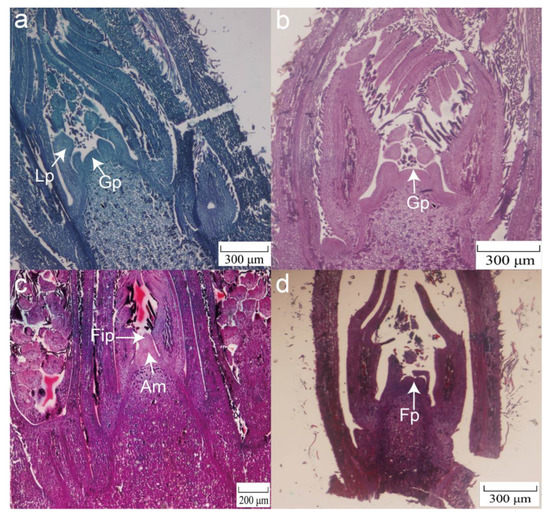 Transcriptional Regulation of Female and Male Flower Bud