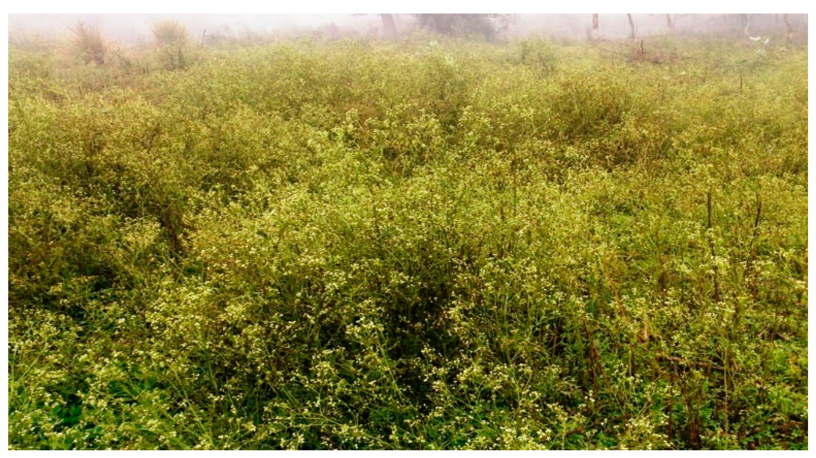 Plants 12 01381 g001 Plants 12 01381 g001