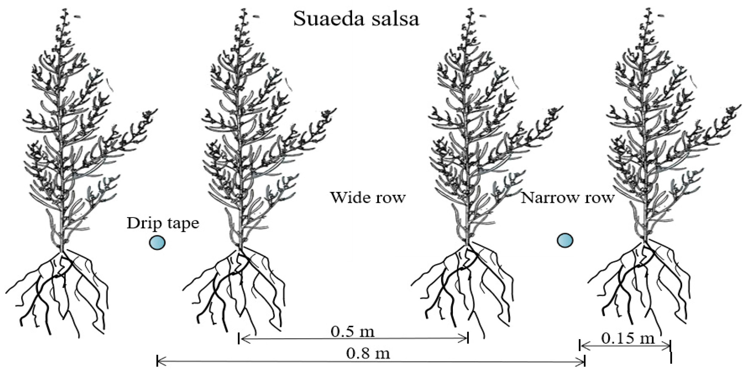 Plants 12 01383 g005
