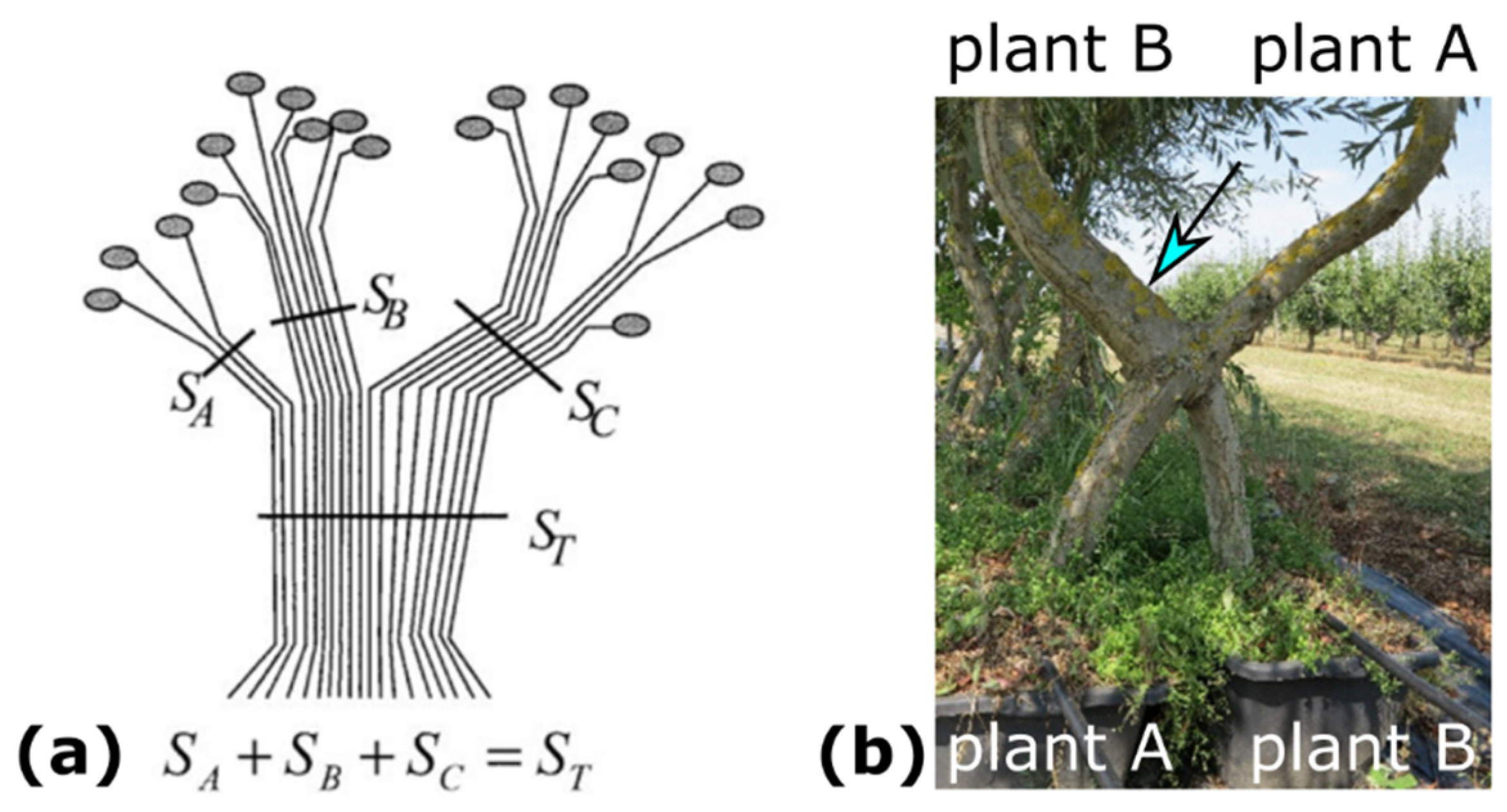 Plants 12 01385 g002 Plants 12 01385 g002