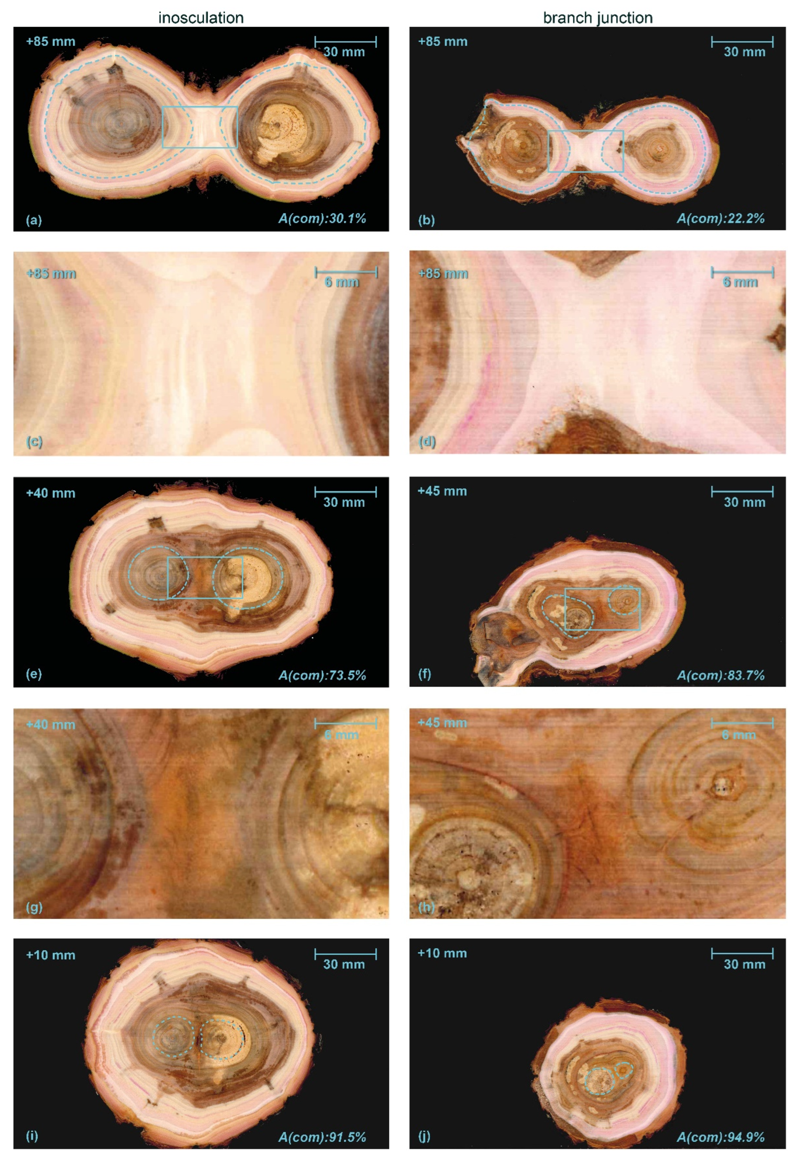 Plants 12 01385 g006 Plants 12 01385 g006