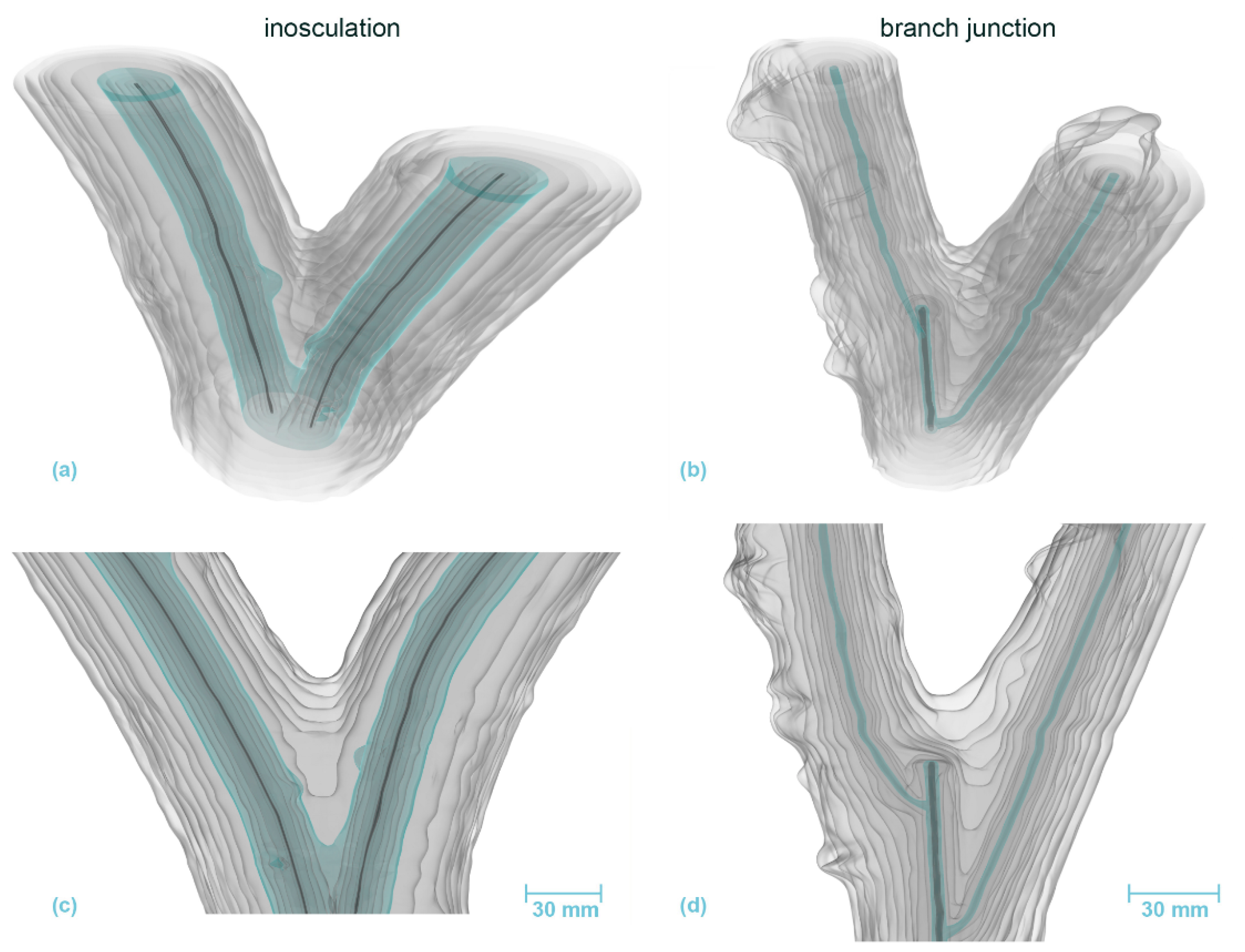 Plants 12 01385 g008 Plants 12 01385 g008