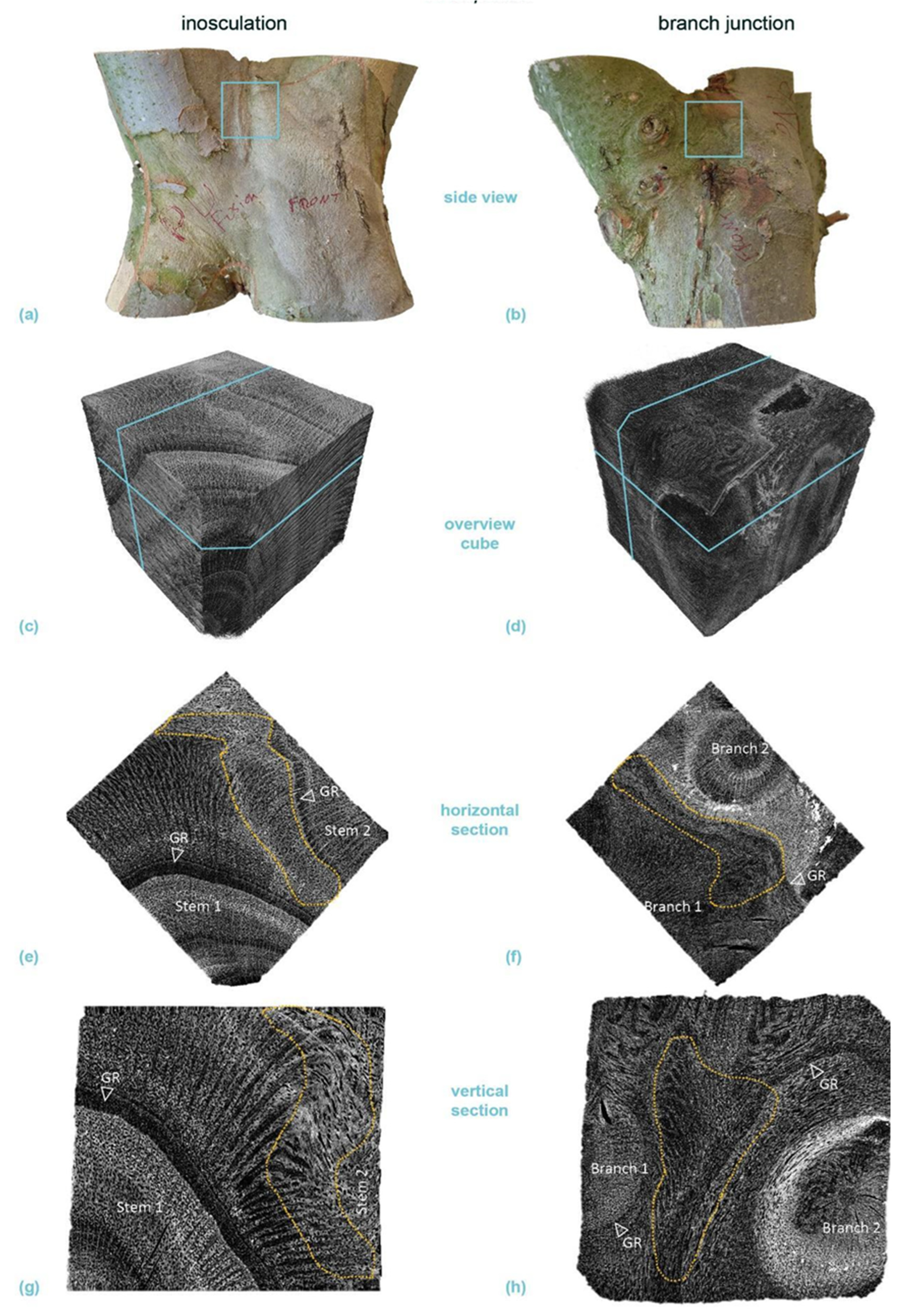 Plants 12 01385 g011 Plants 12 01385 g011