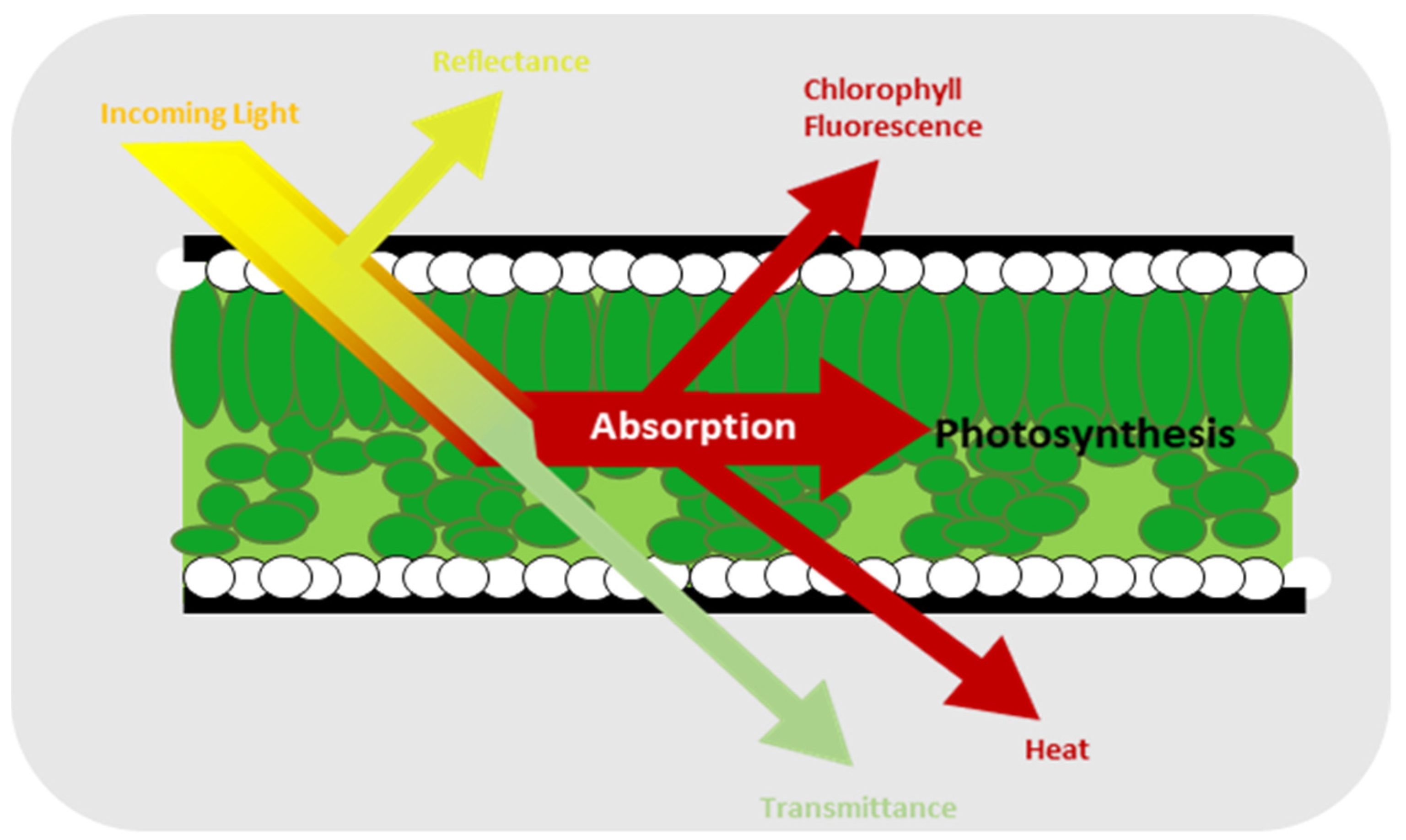 MONITORING-PAM Chlorophyll Fluorometer