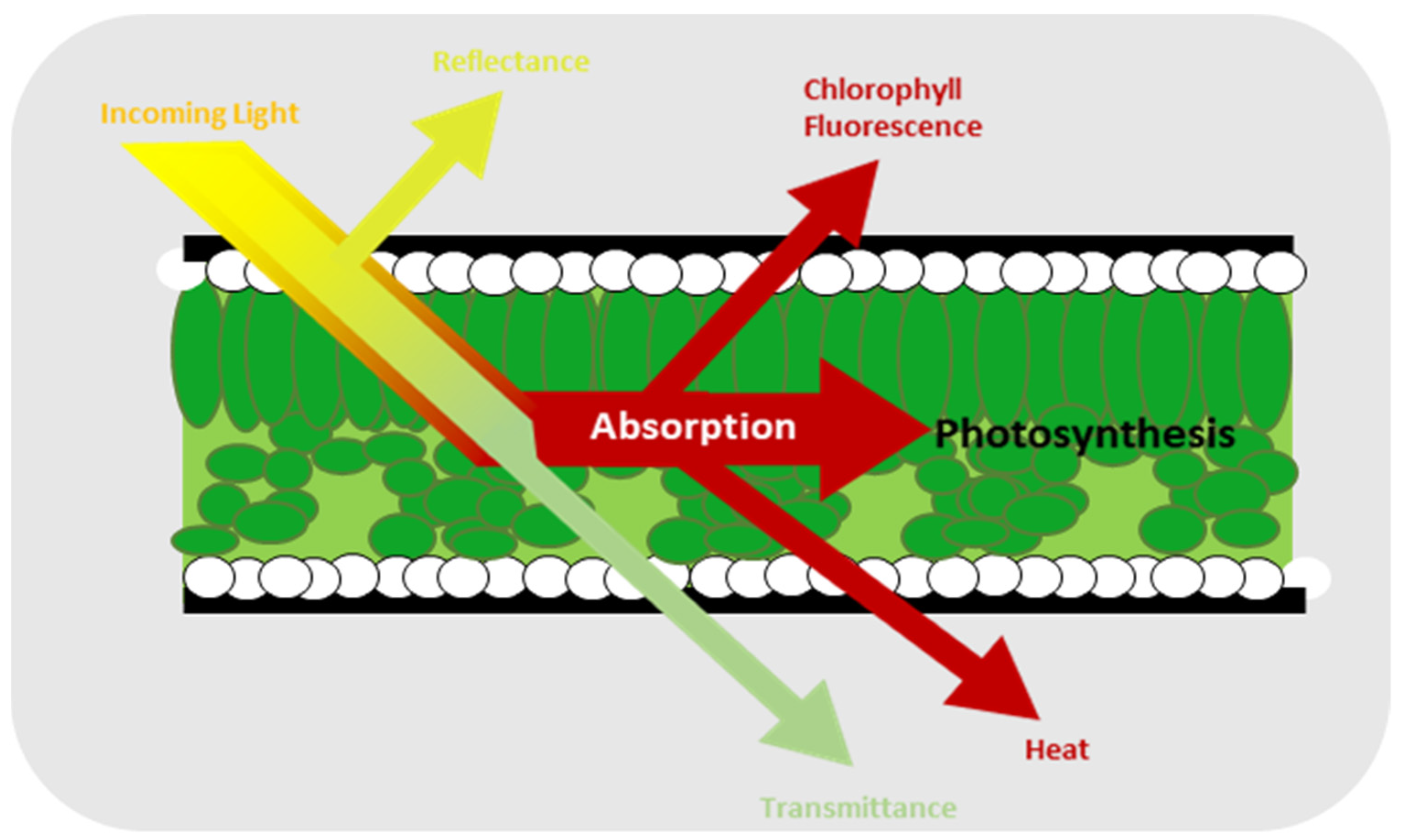 How Do Plants Use Chlorophyll