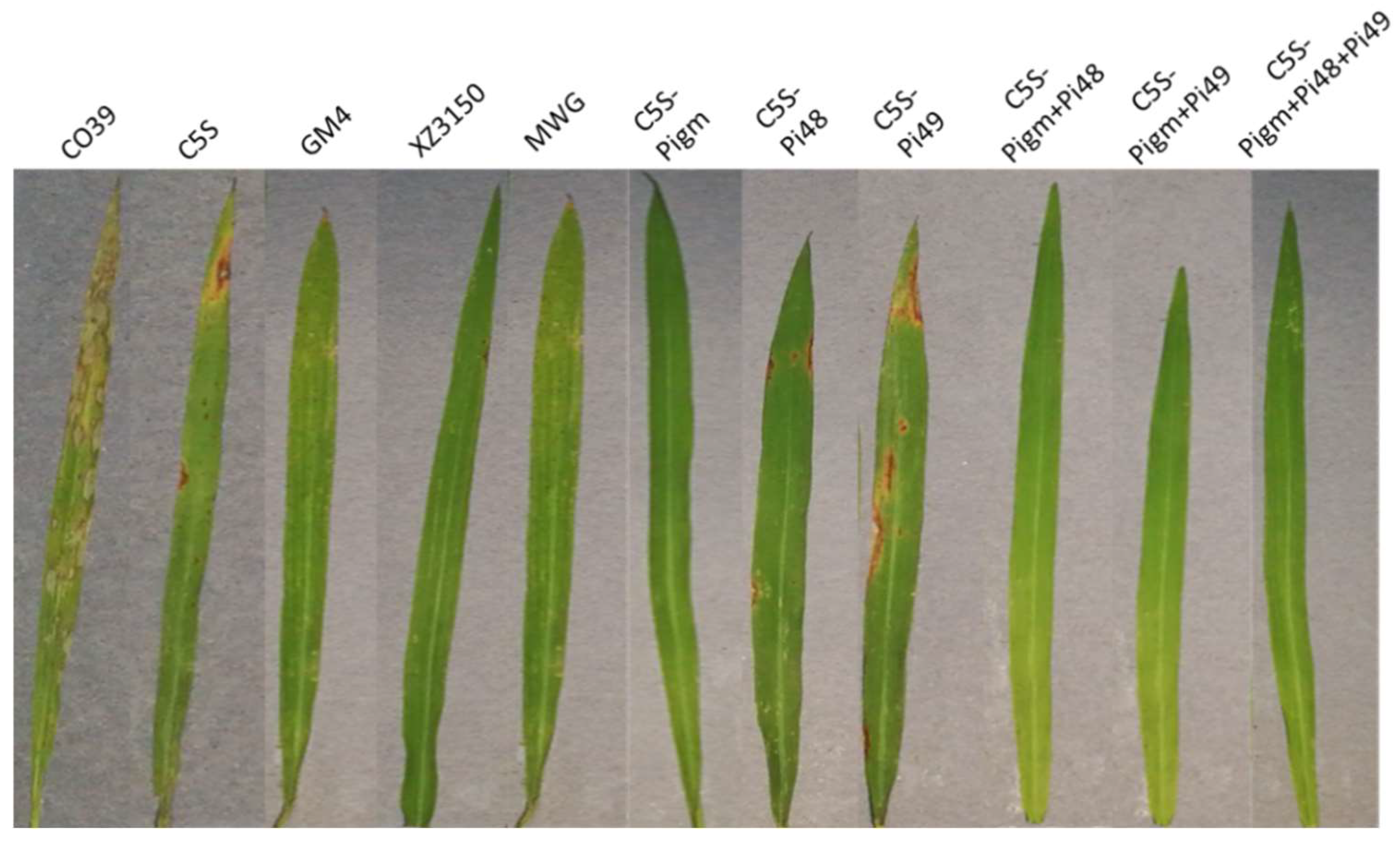 Plants 12 01389 g002 Plants 12 01389 g002