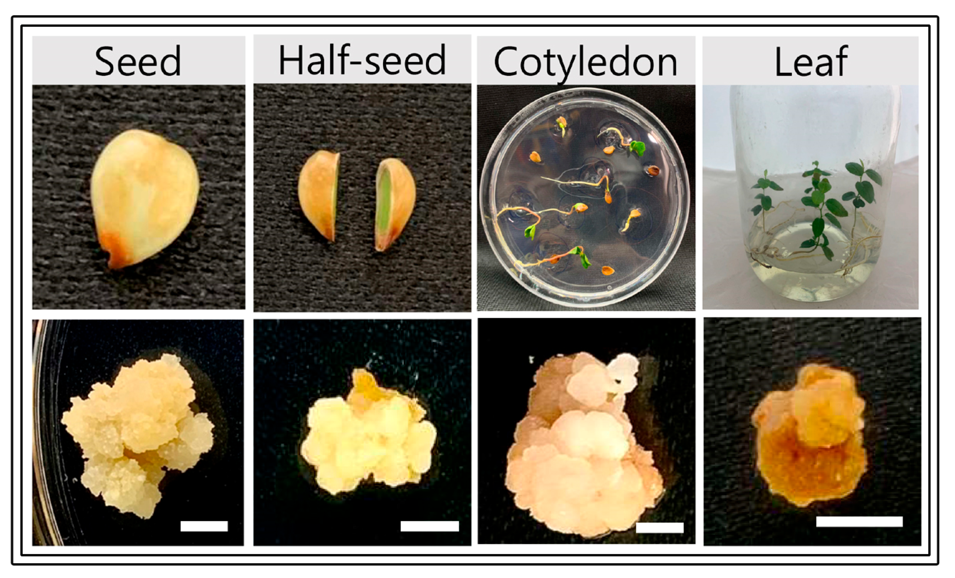 Plants 12 01390 g002