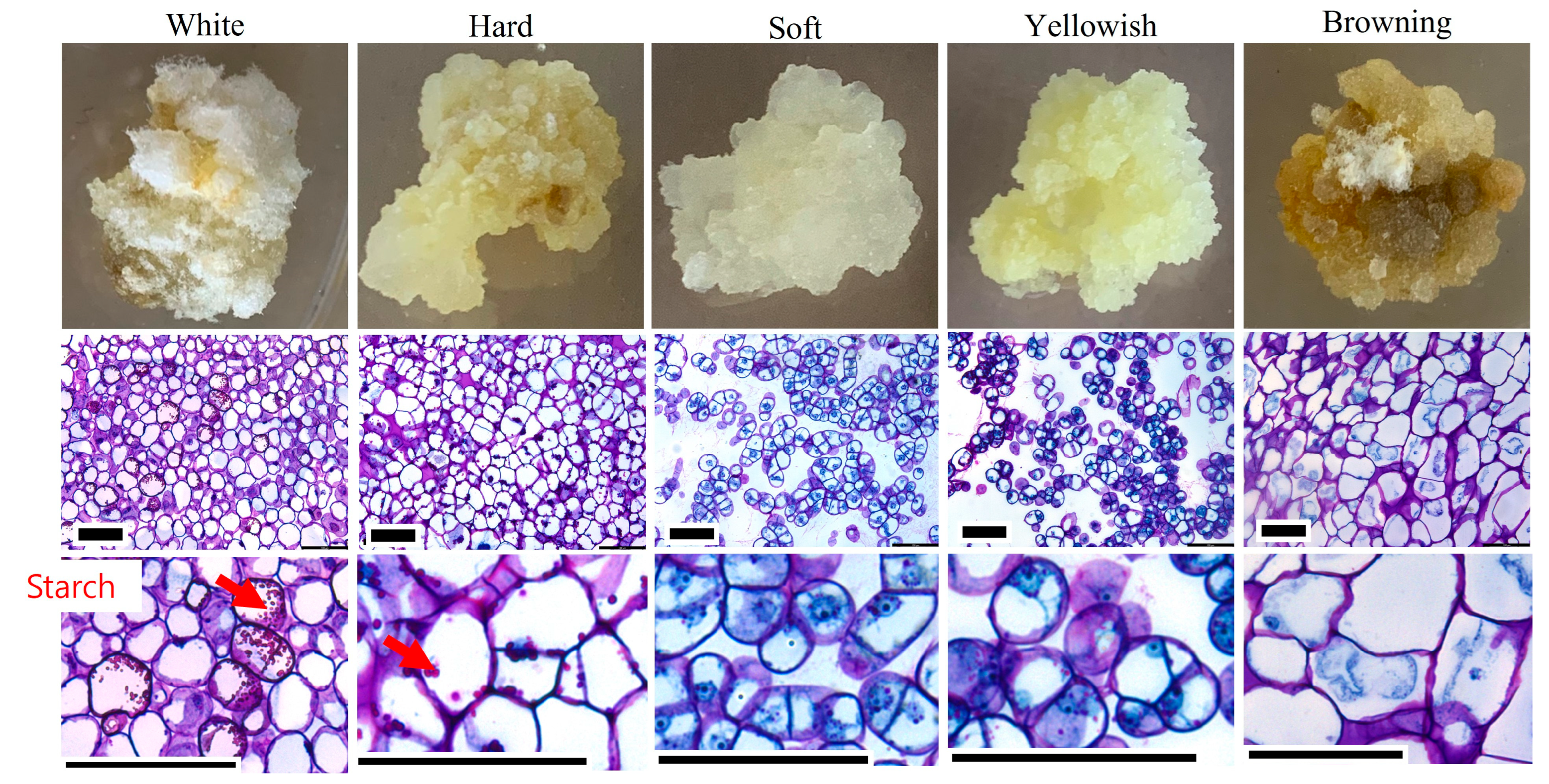 Plants 12 01390 g003