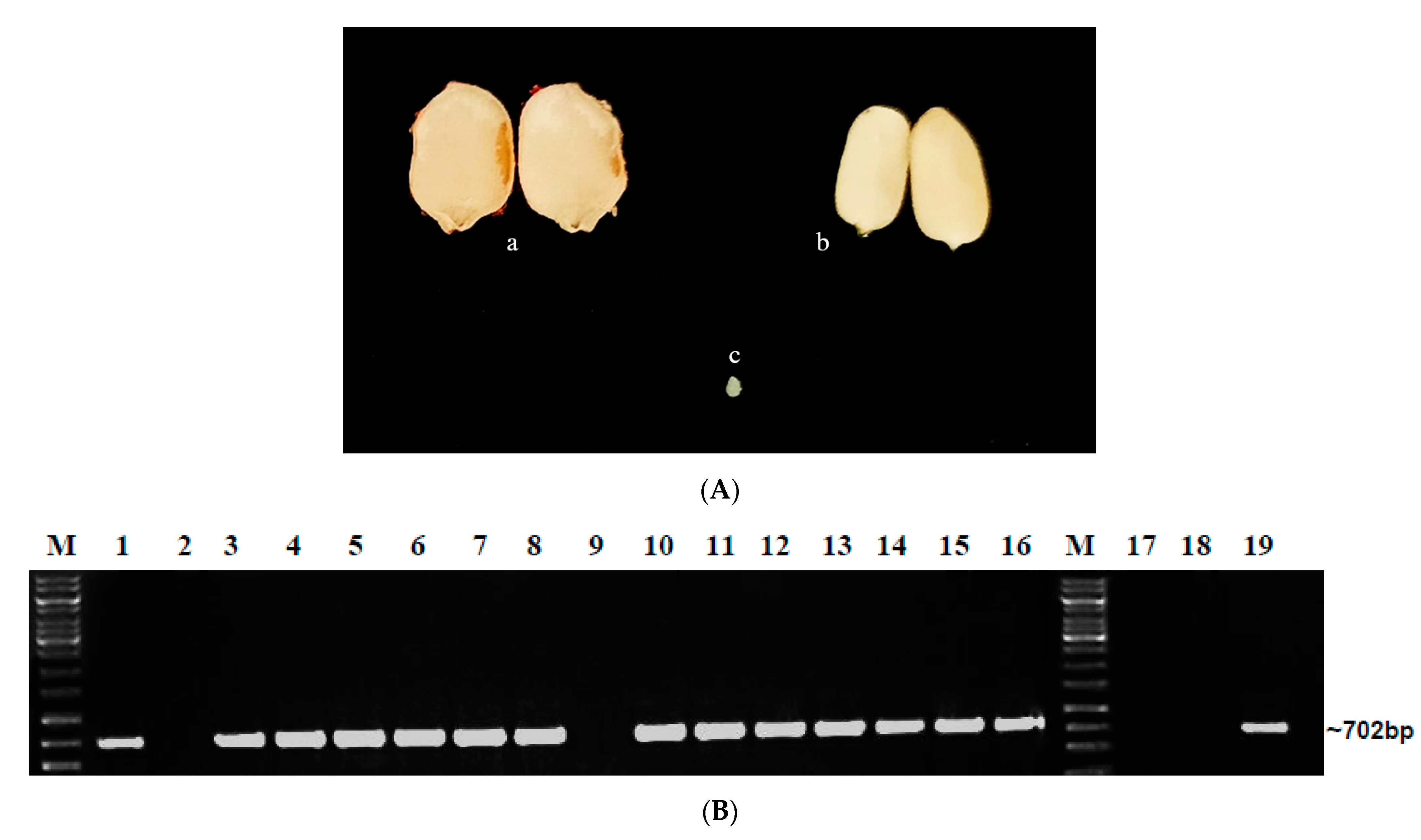 Plants 12 01396 g001 Plants 12 01396 g001