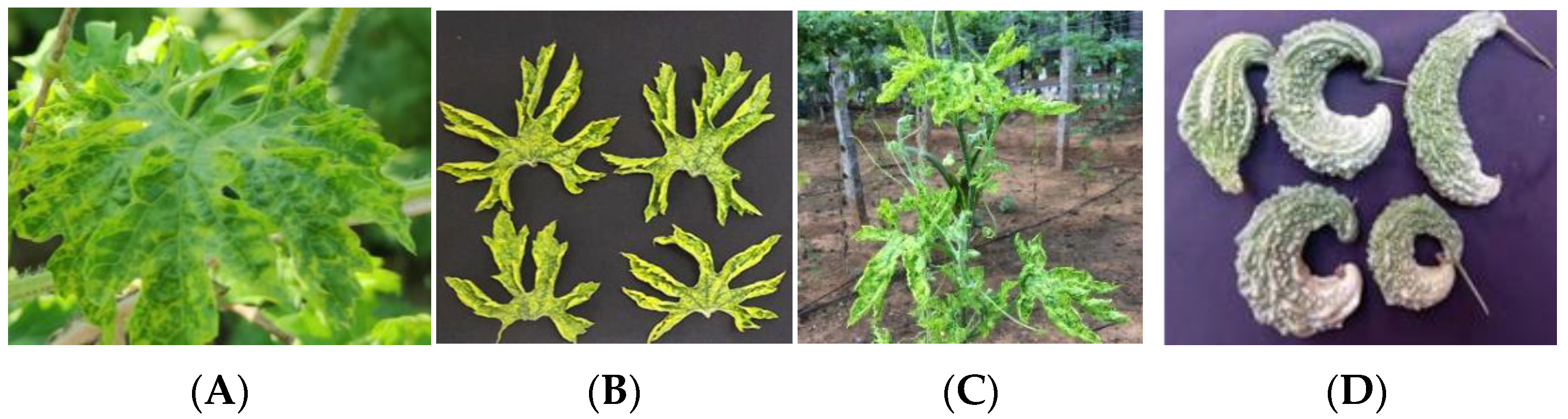 Plants 12 01396 g002 Plants 12 01396 g002