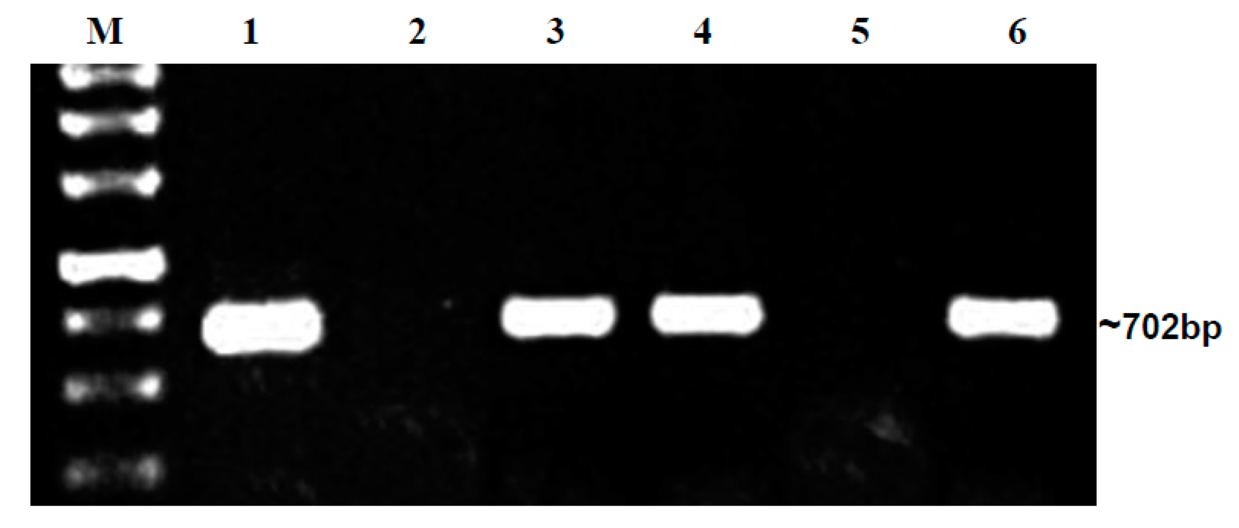 Plants 12 01396 g003 Plants 12 01396 g003