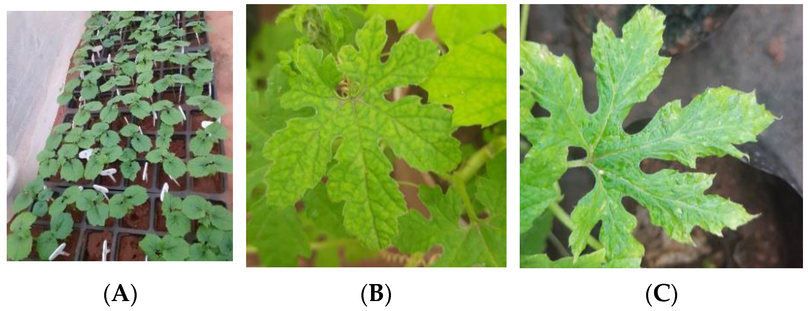 Plants 12 01396 g004 Plants 12 01396 g004