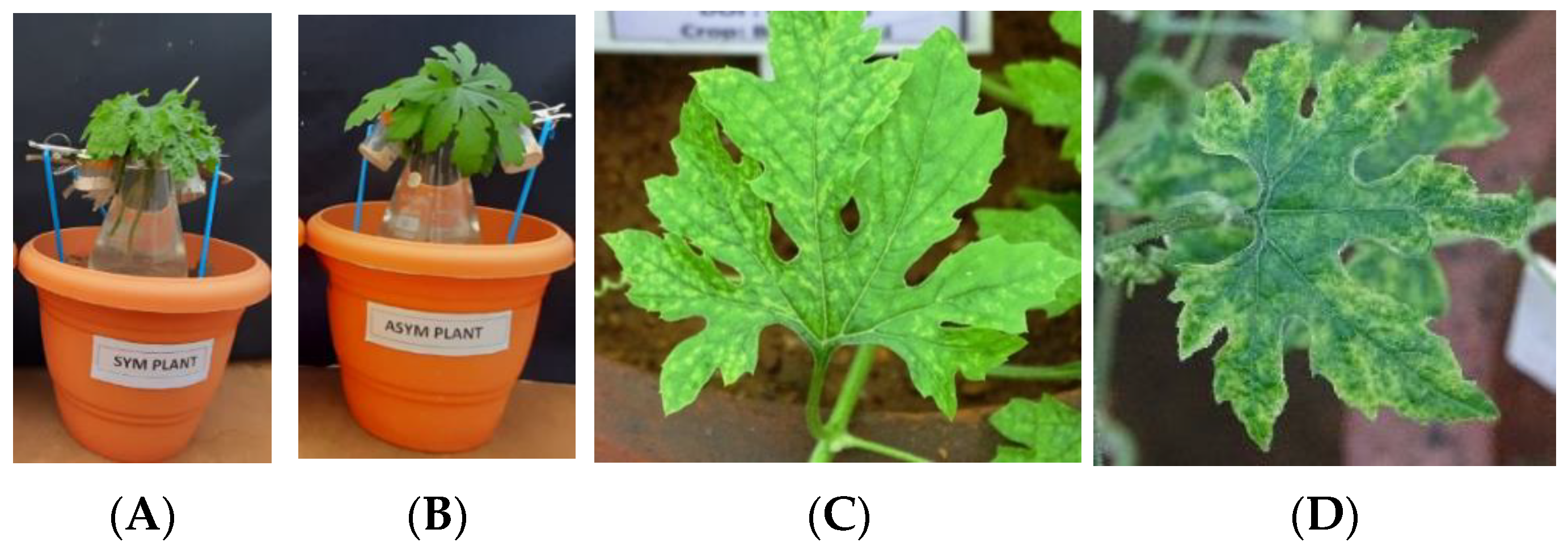 Plants 12 01396 g006 Plants 12 01396 g006