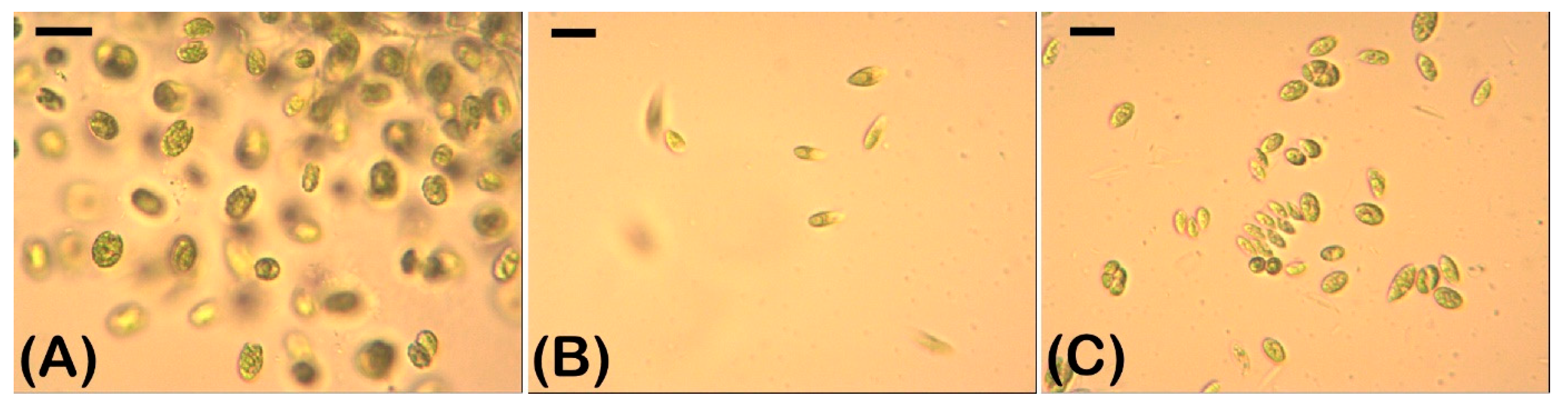 Plants 12 01403 g008