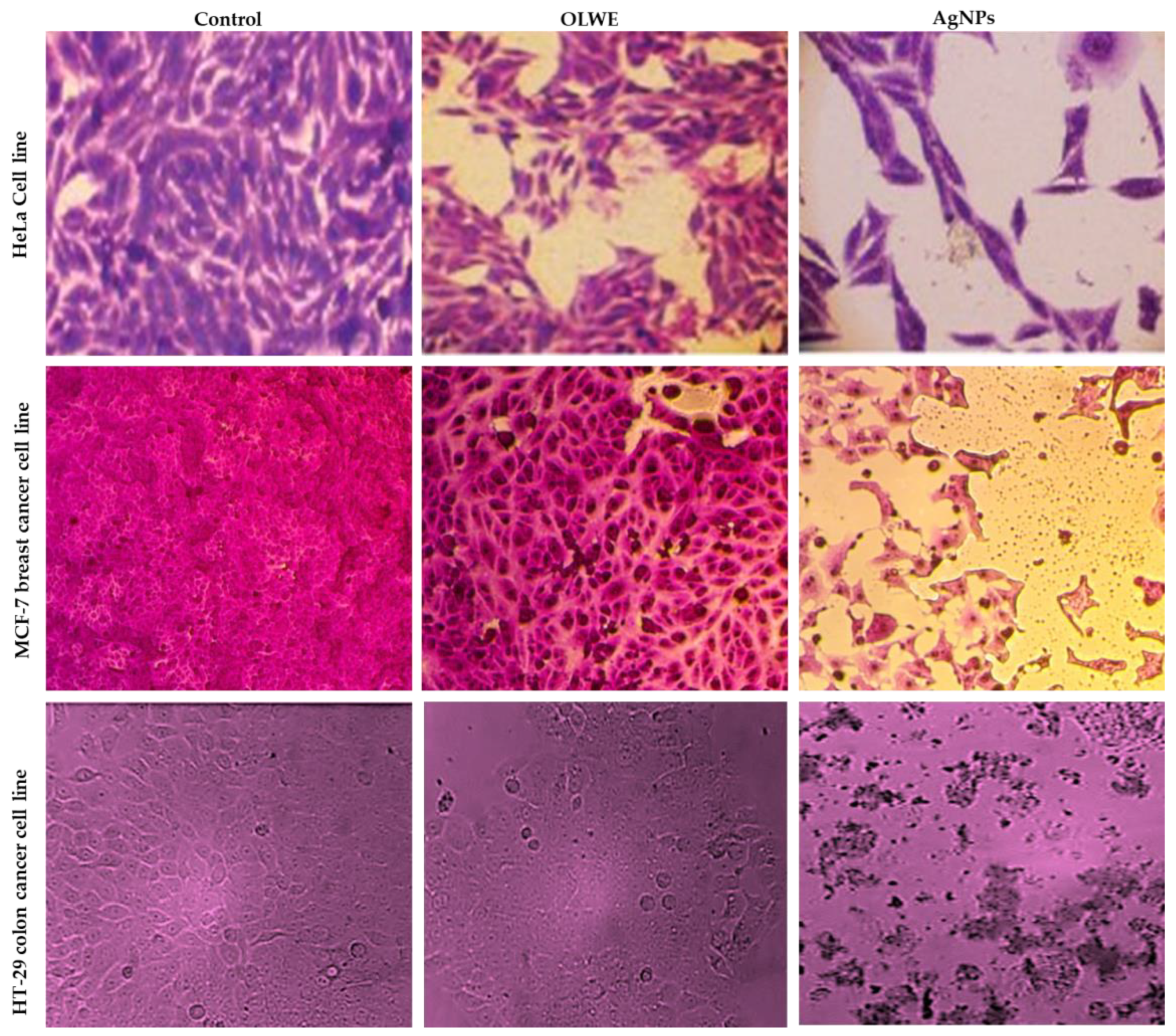 Plants 12 01410 g004 Plants 12 01410 g004