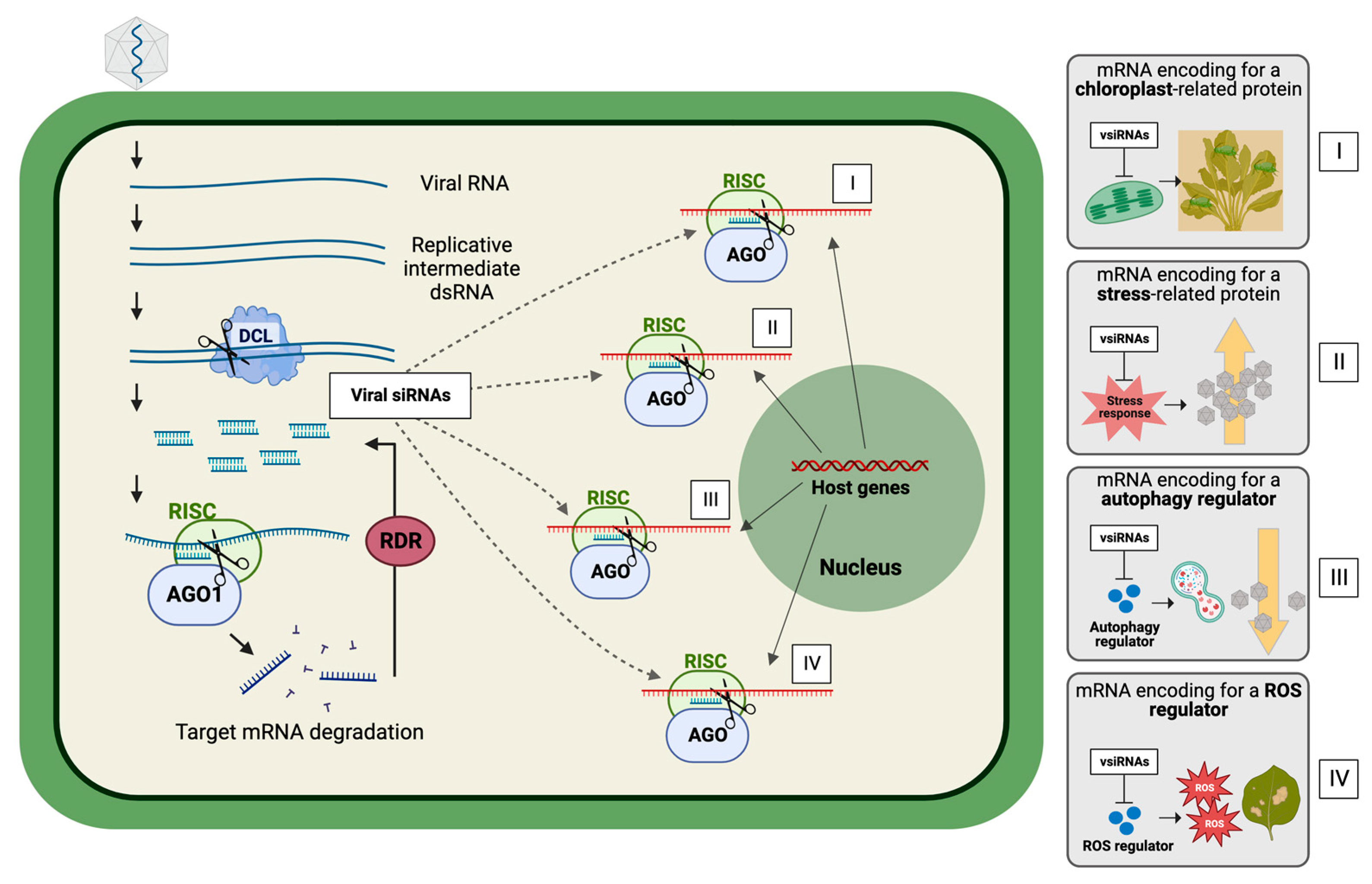 Plants 12 01411 g001