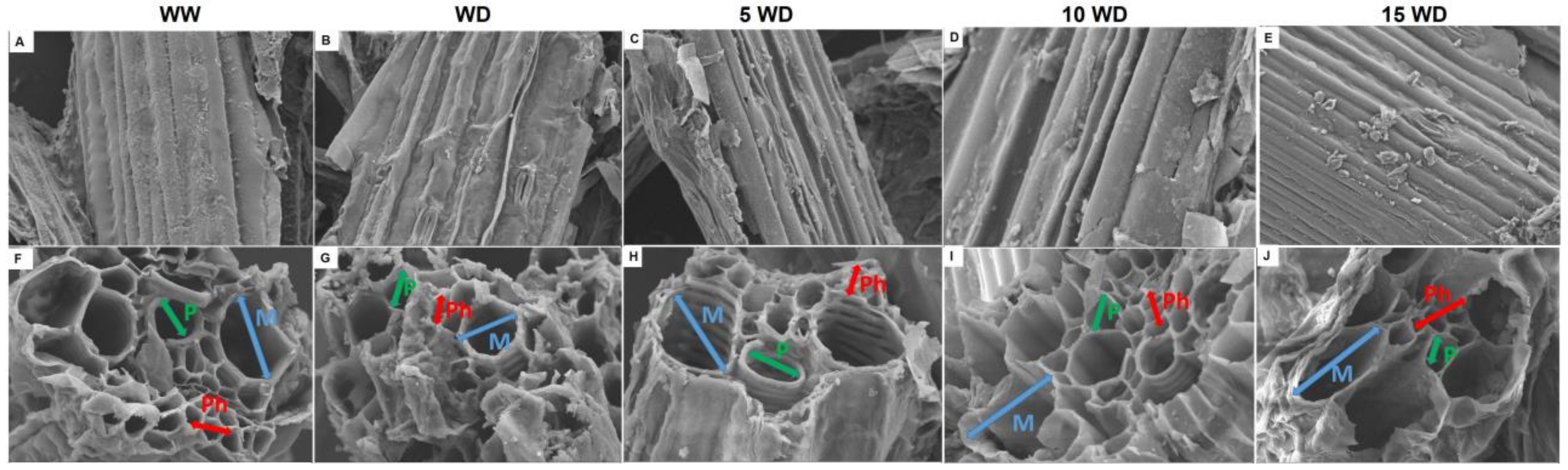 Plants 12 01425 g004