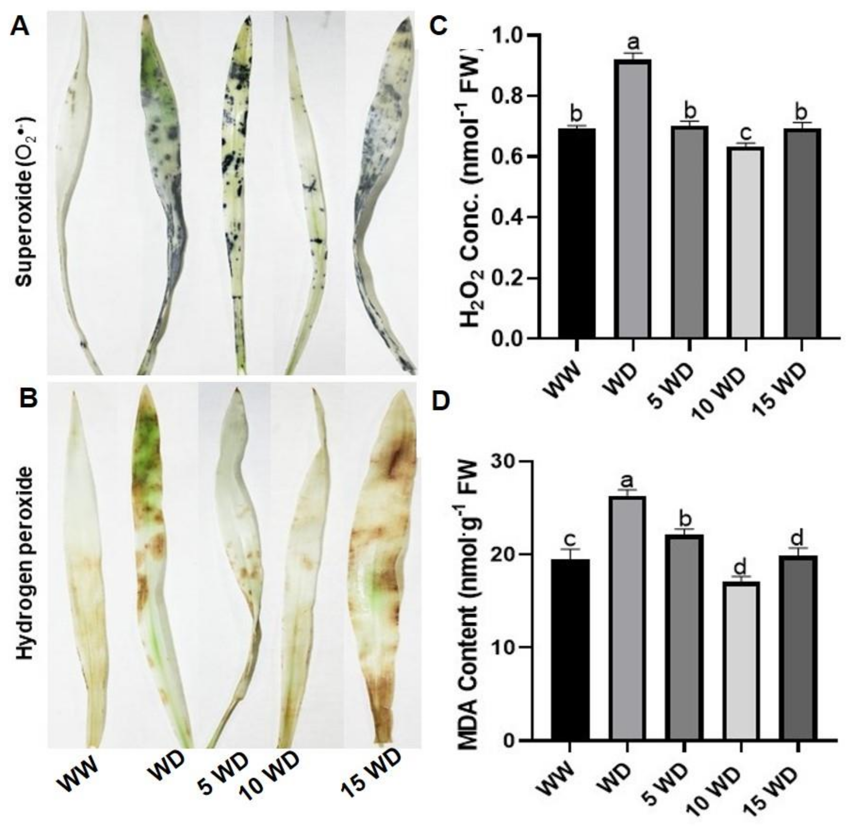 Plants 12 01425 g006