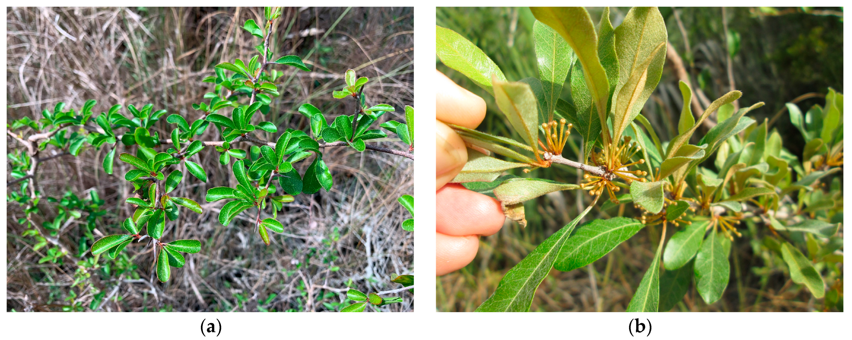 Plants 12 01430 g001 Plants 12 01430 g001