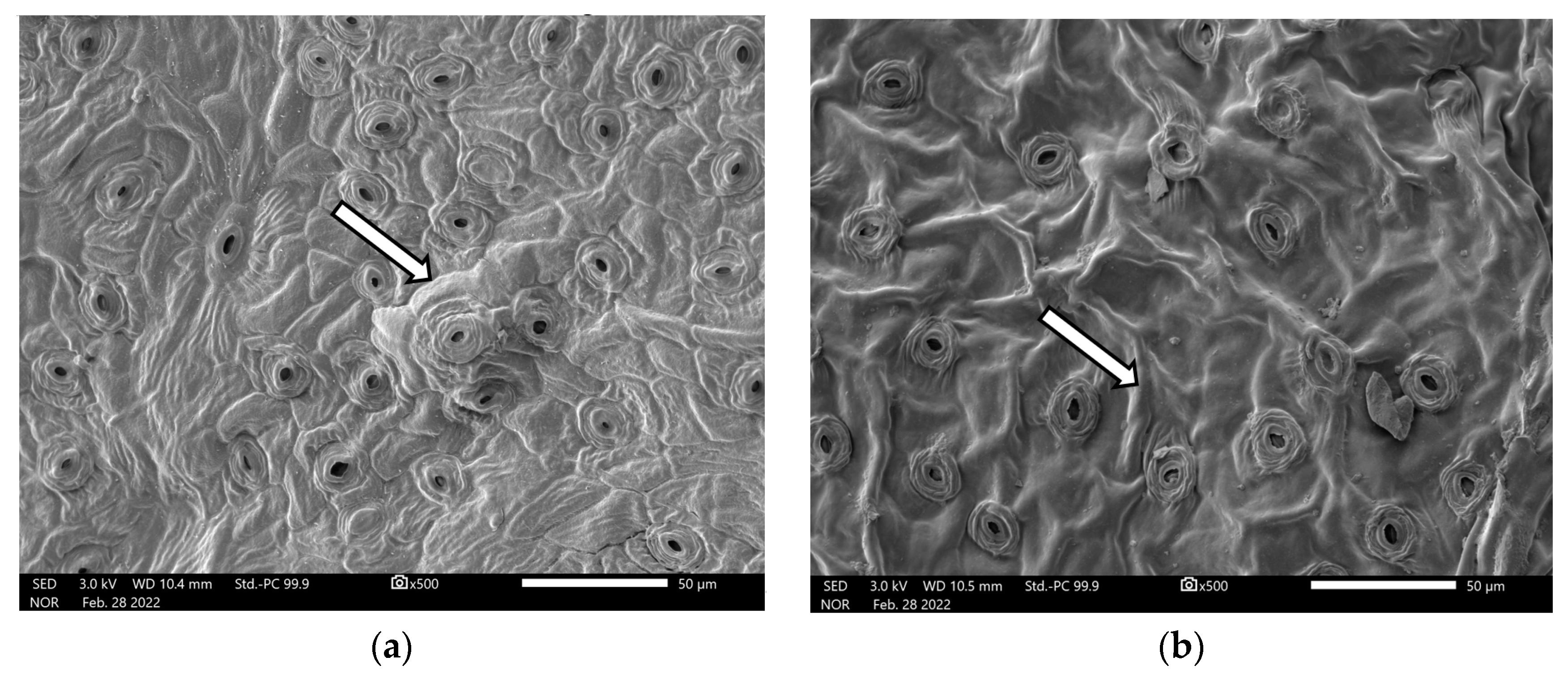 Plants 12 01430 g003 Plants 12 01430 g003