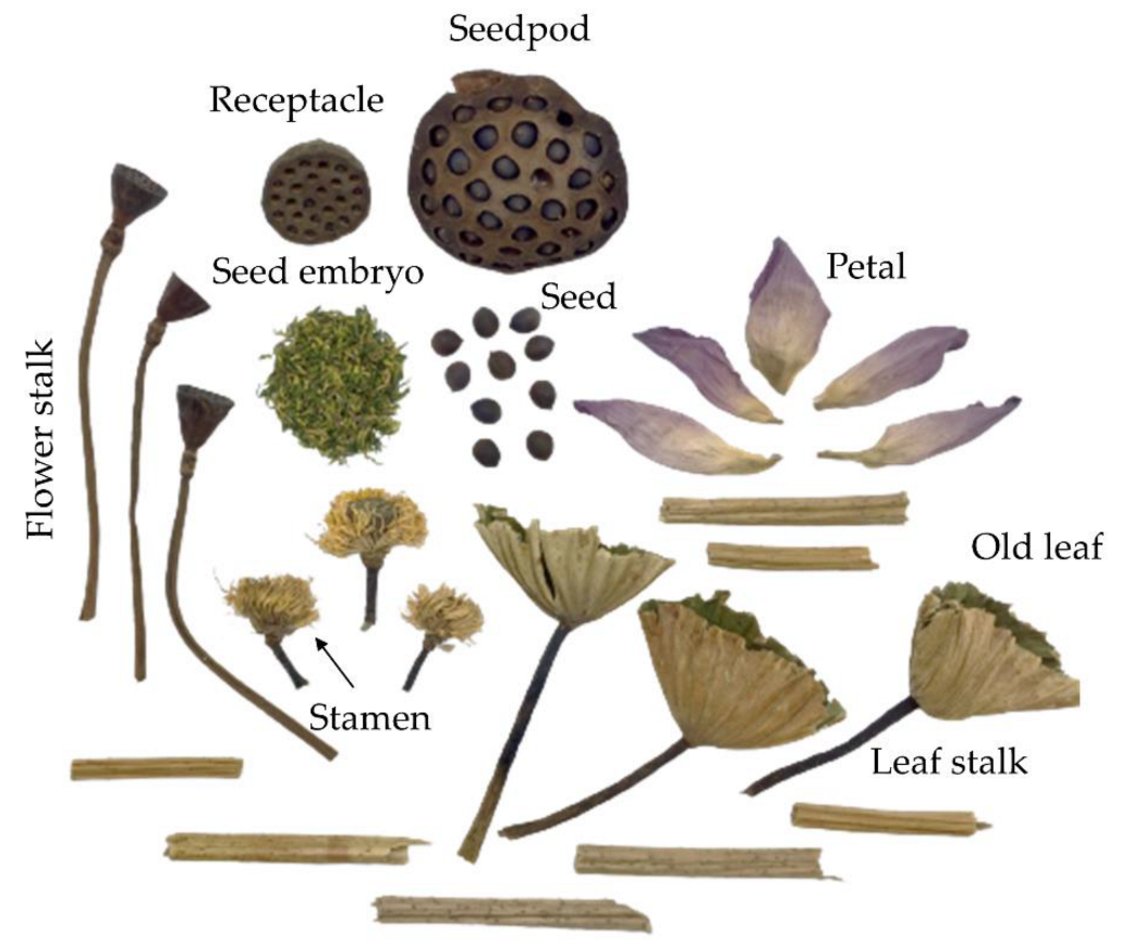 Plants 12 01441 g001