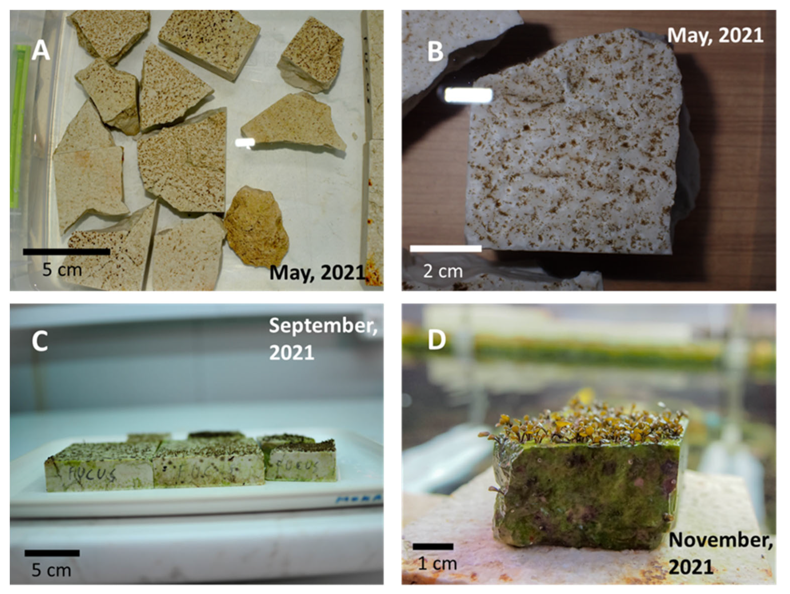 Plants 12 01445 g002