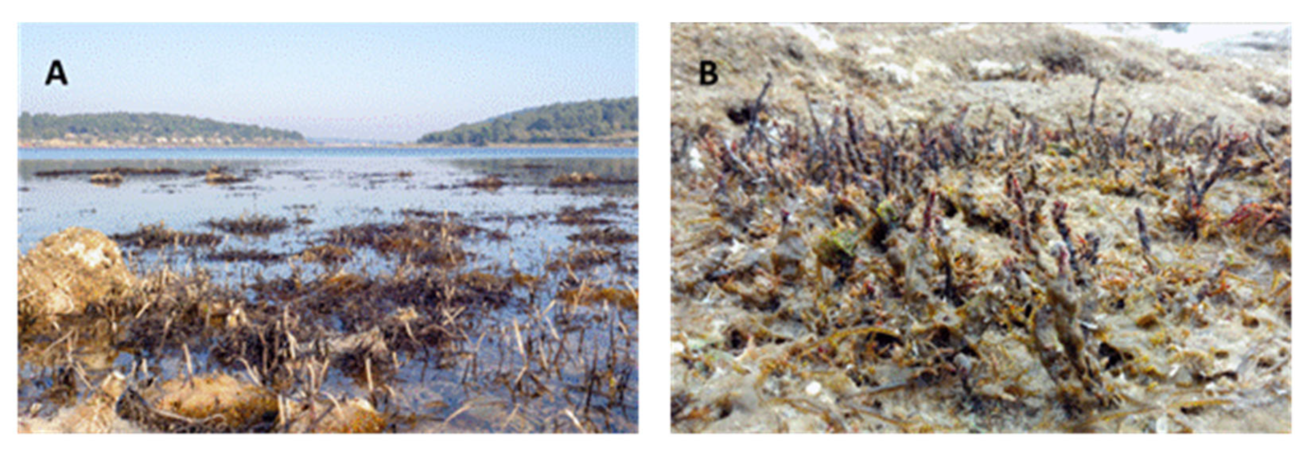 Plants 12 01445 g006