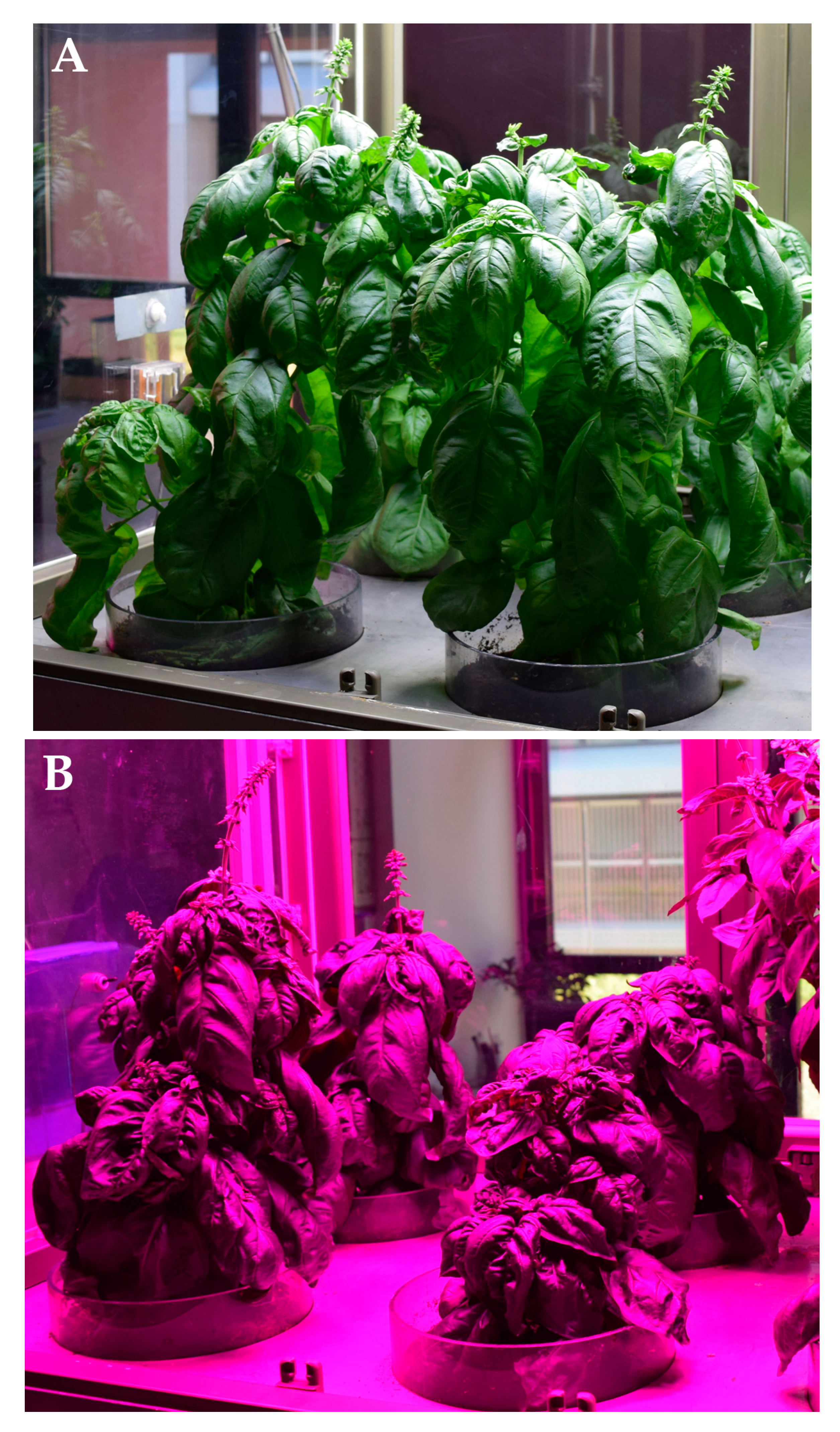 Plants 12 01450 g001