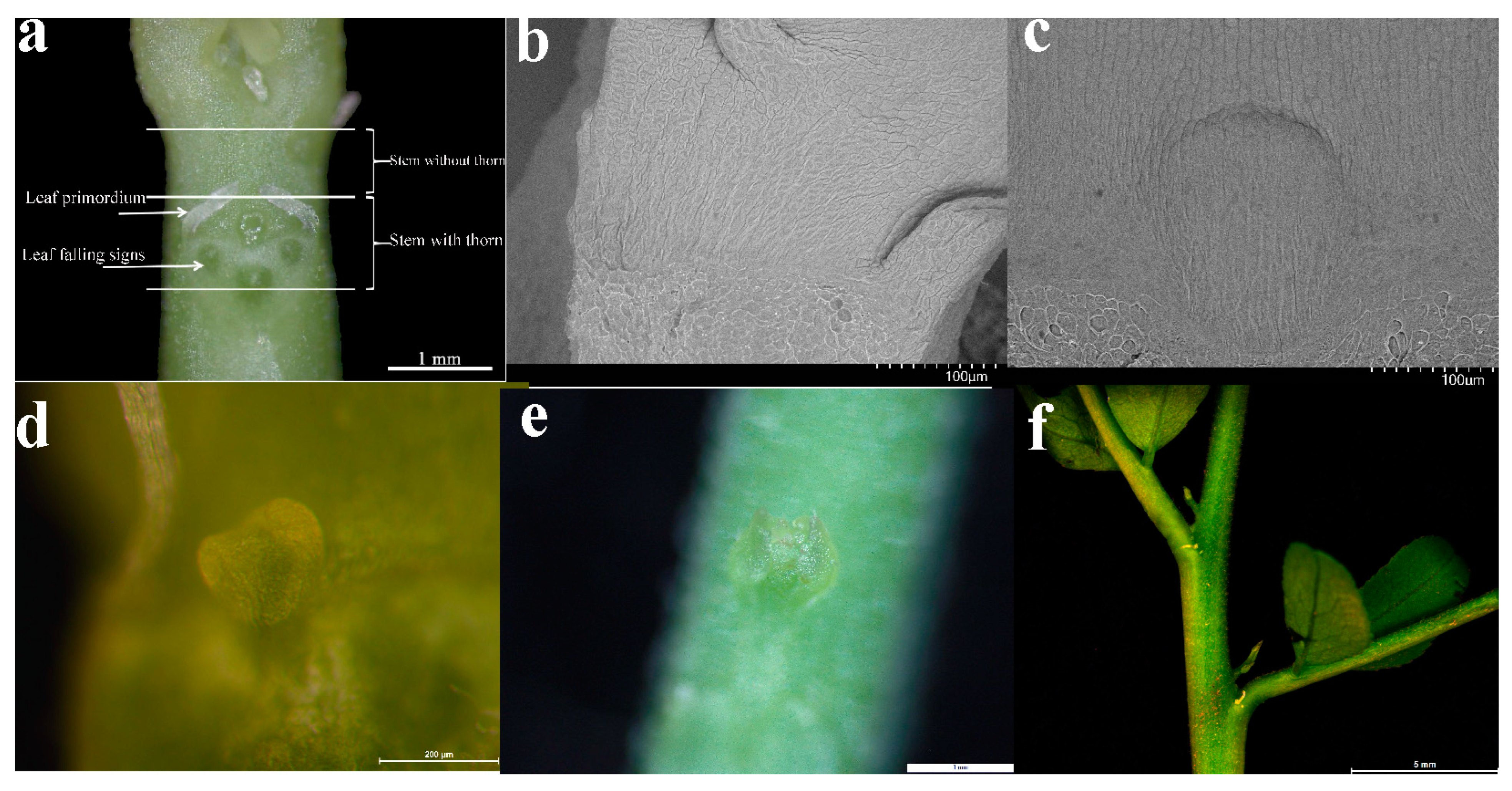 Plants 12 01456 g006 Plants 12 01456 g006