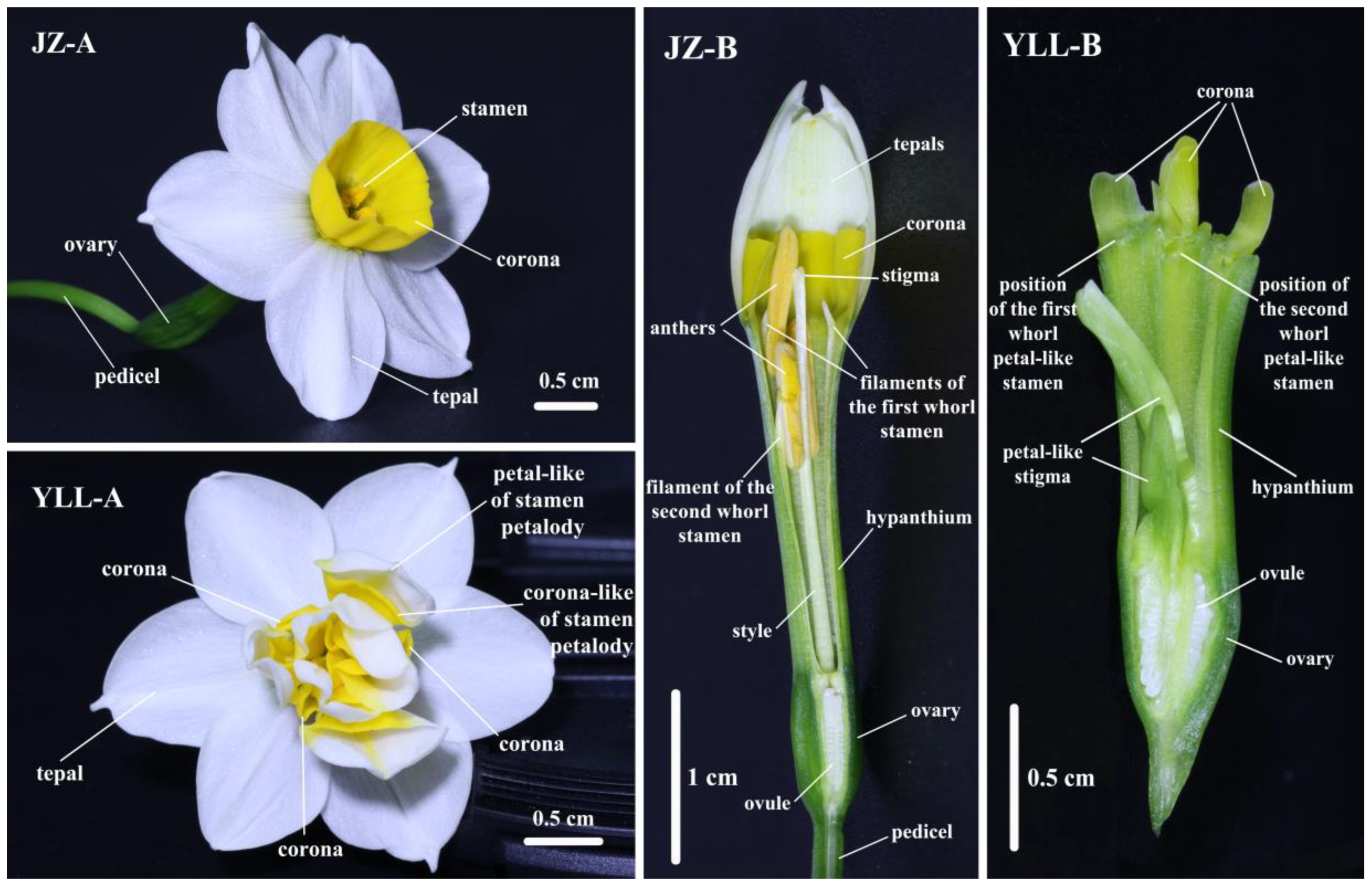 Plants 12 01458 g001 550