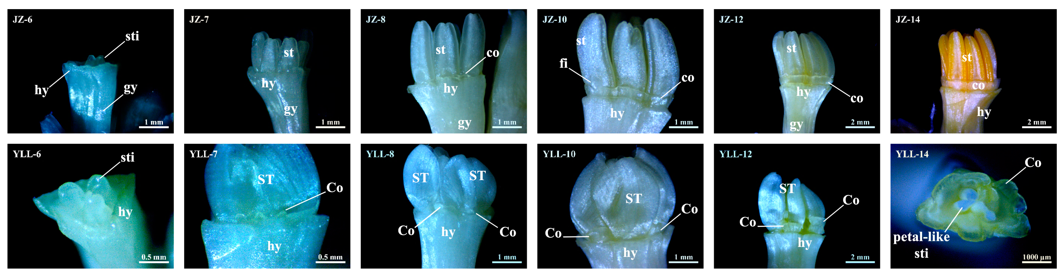 Plants 12 01458 g002 550