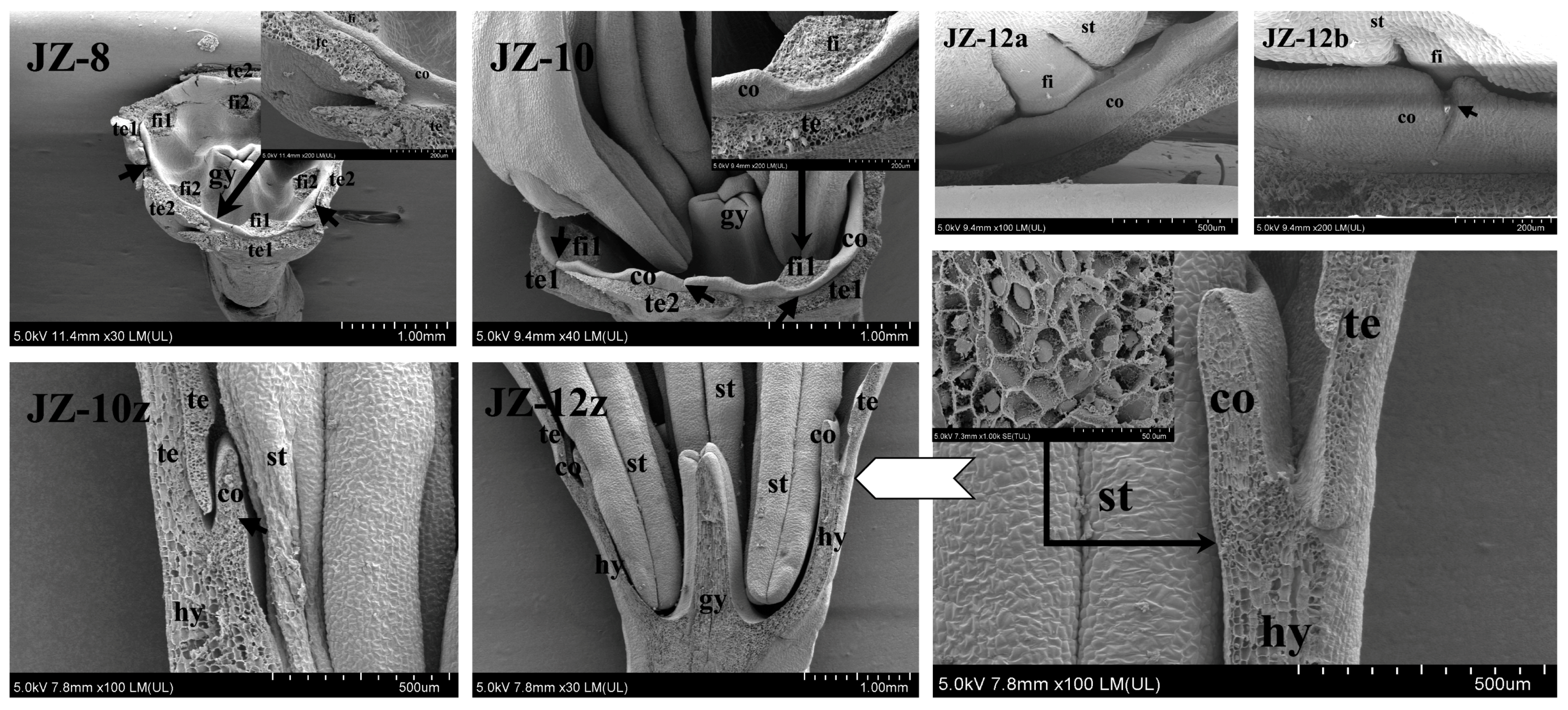 Plants 12 01458 g005 550