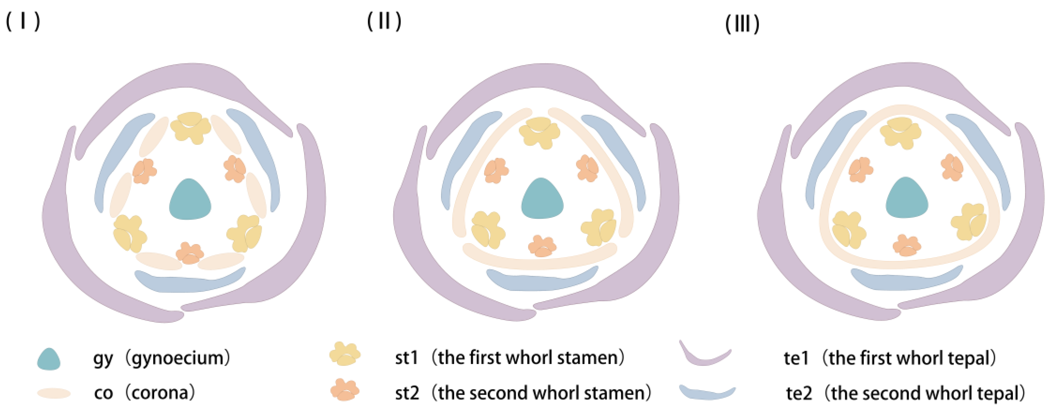 Plants 12 01458 g009 550