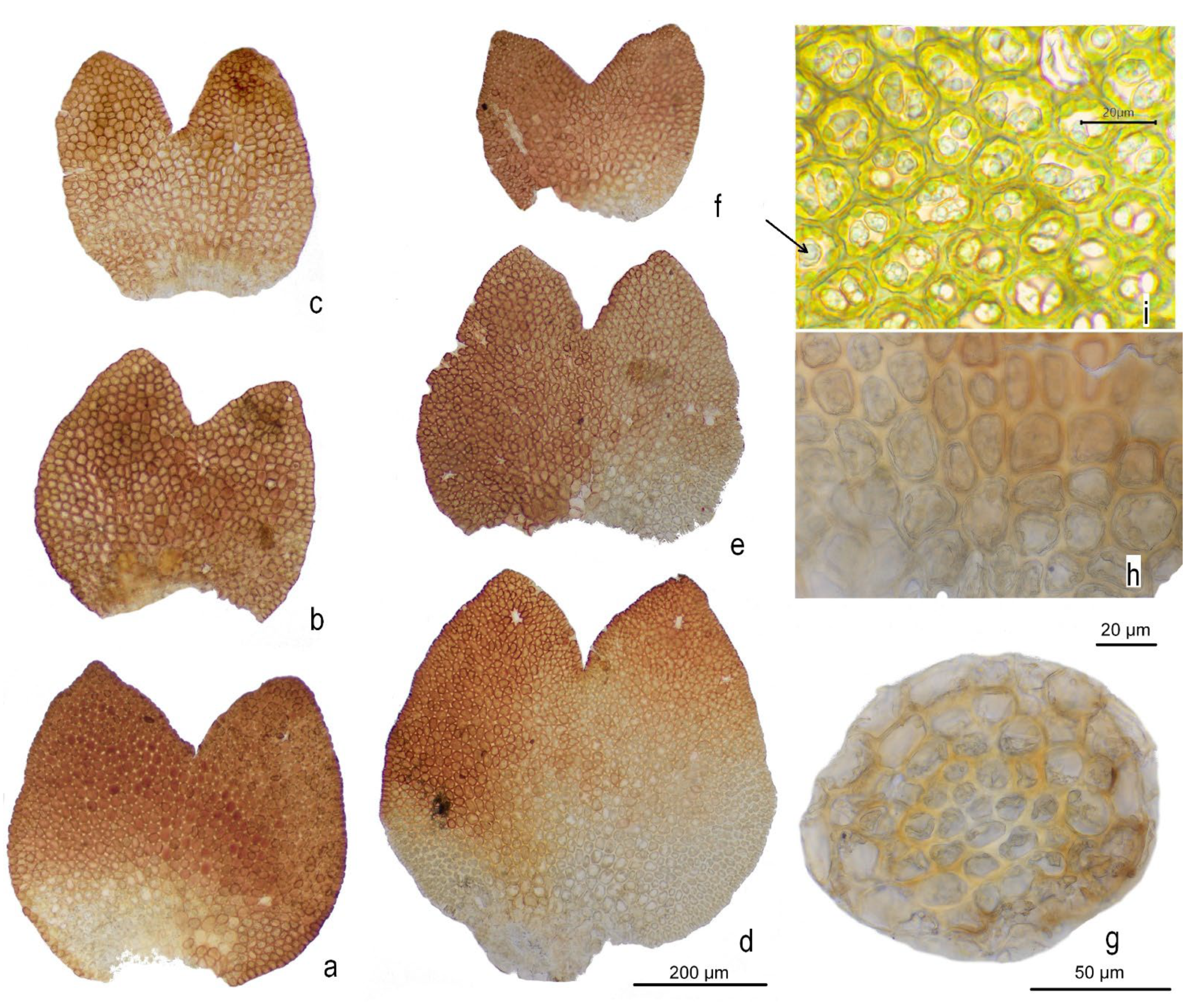 Plants 12 01468 g004