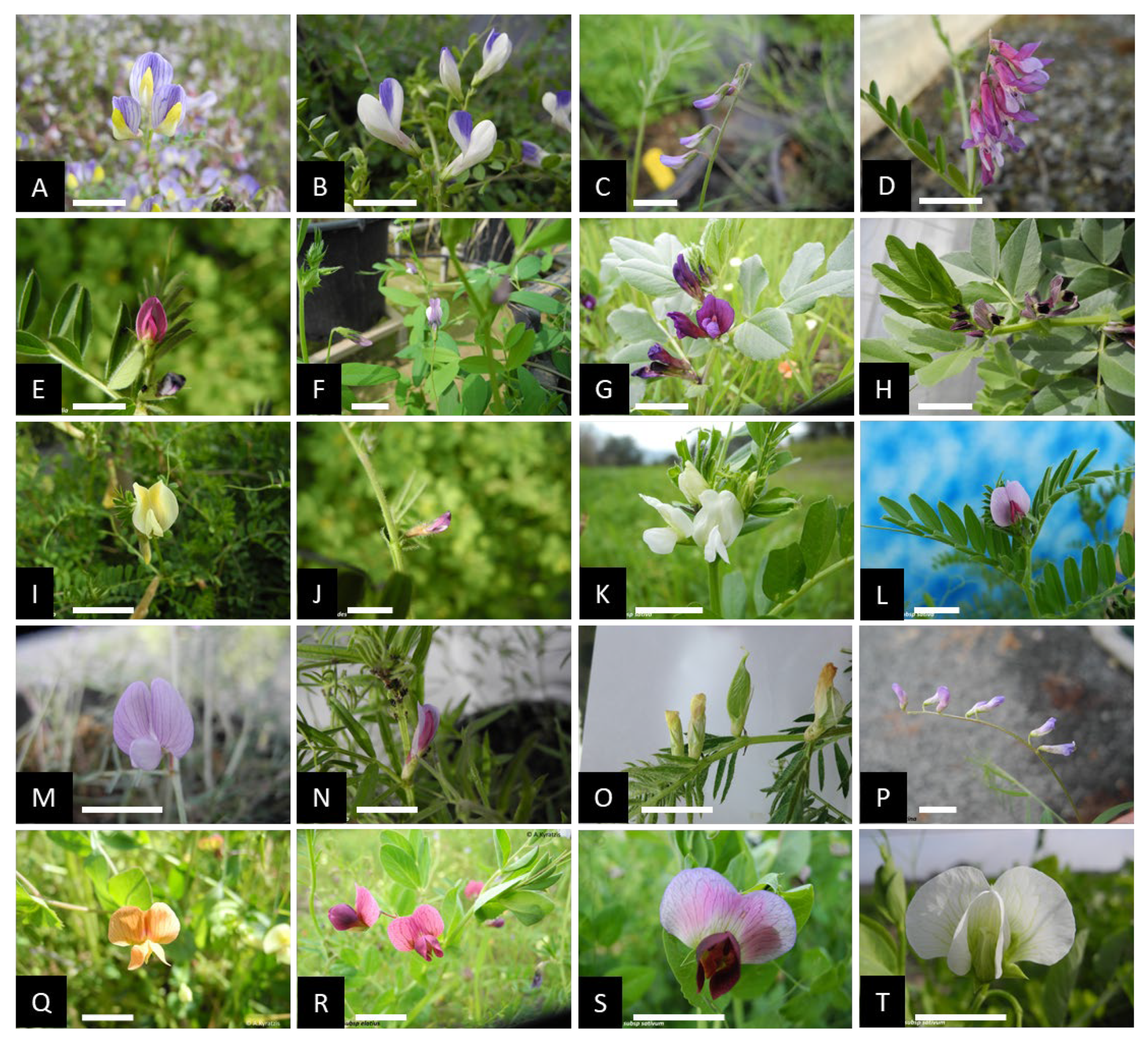 Plants 12 01469 g002