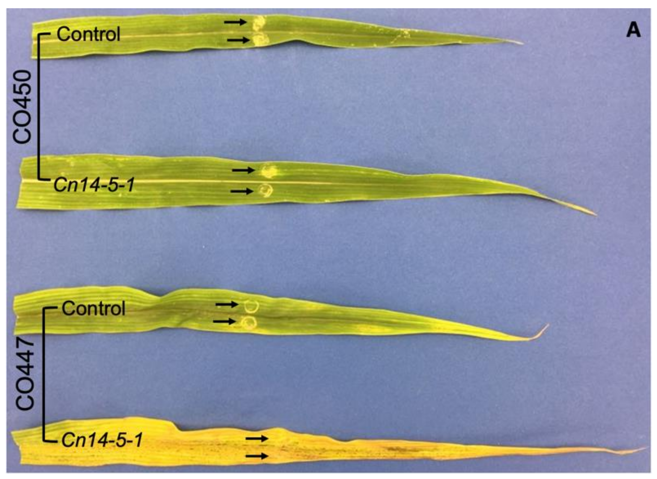 Plants | Free Full-Text | Goss&rsquo;s Wilt Resistance in Corn Is Mediated  via Salicylic Acid and Programmed Cell Death but Not Jasmonic Acid Pathways