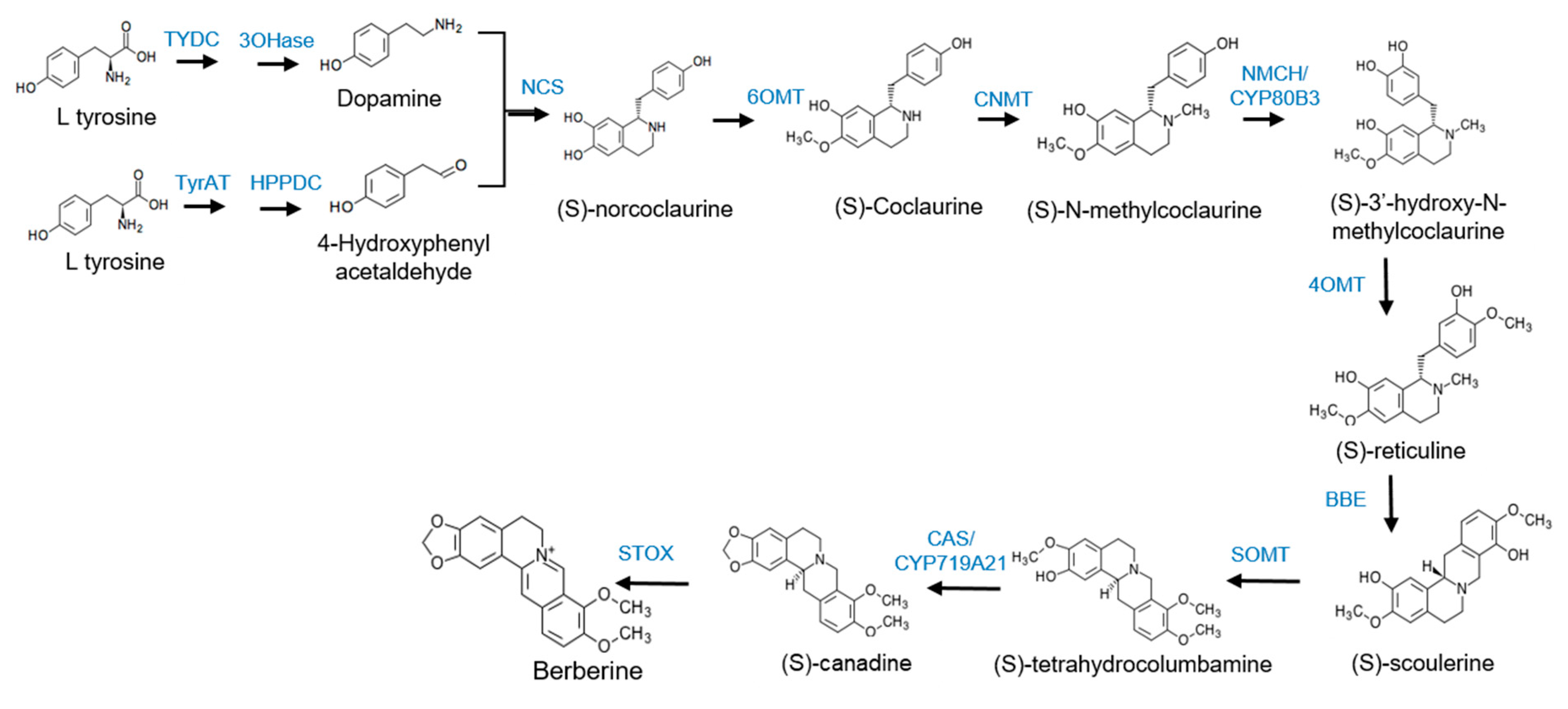 Plants Free FullText Isolation and Characterization of the Genes