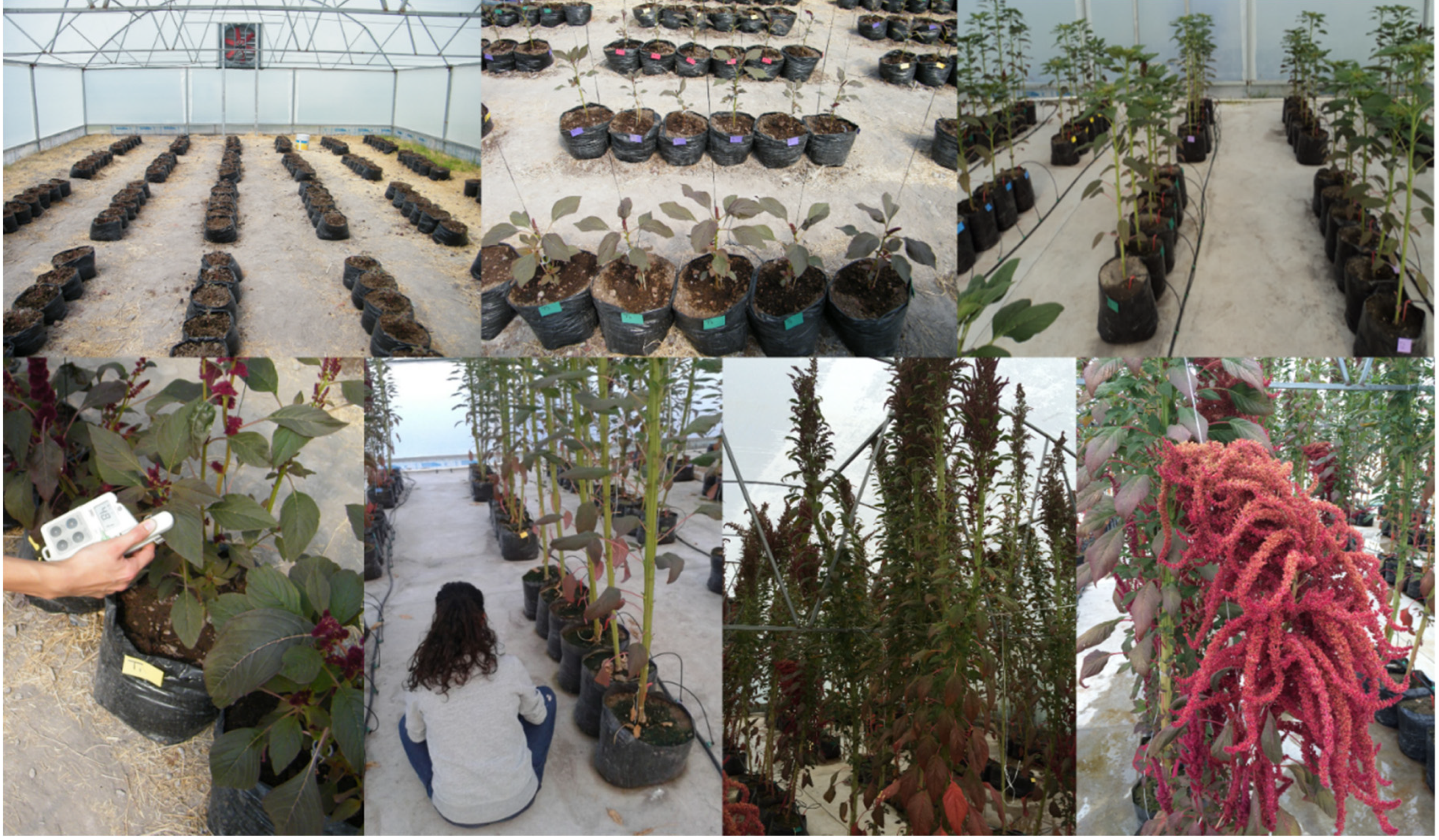 Plants 12 01499 g001