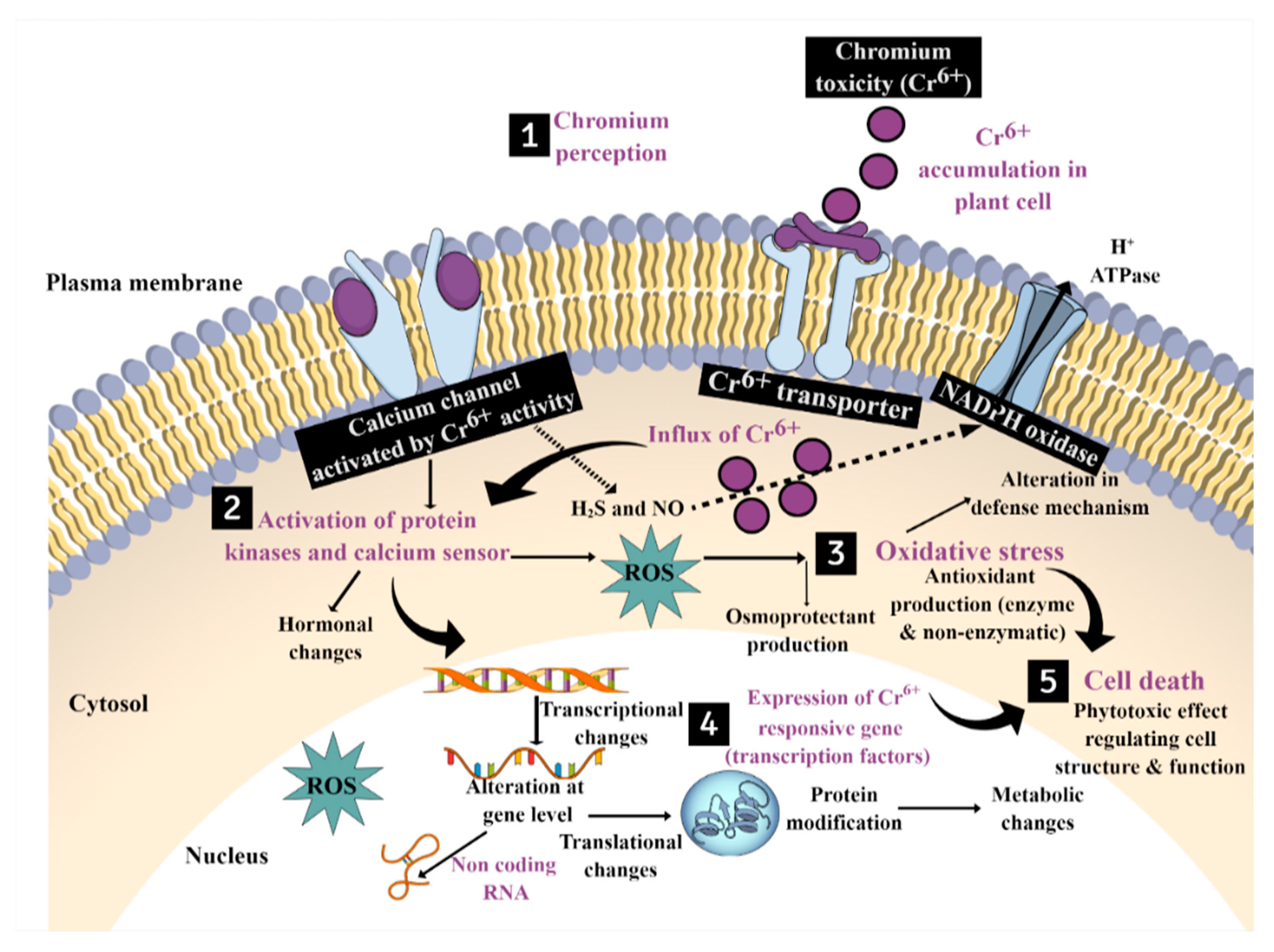 Plants 12 01502 g003 Plants 12 01502 g003
