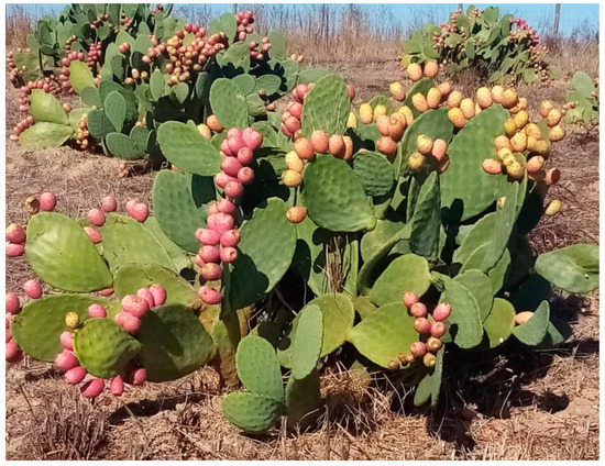 Physicochemical, Nutritional, and Medicinal Properties of Opuntia