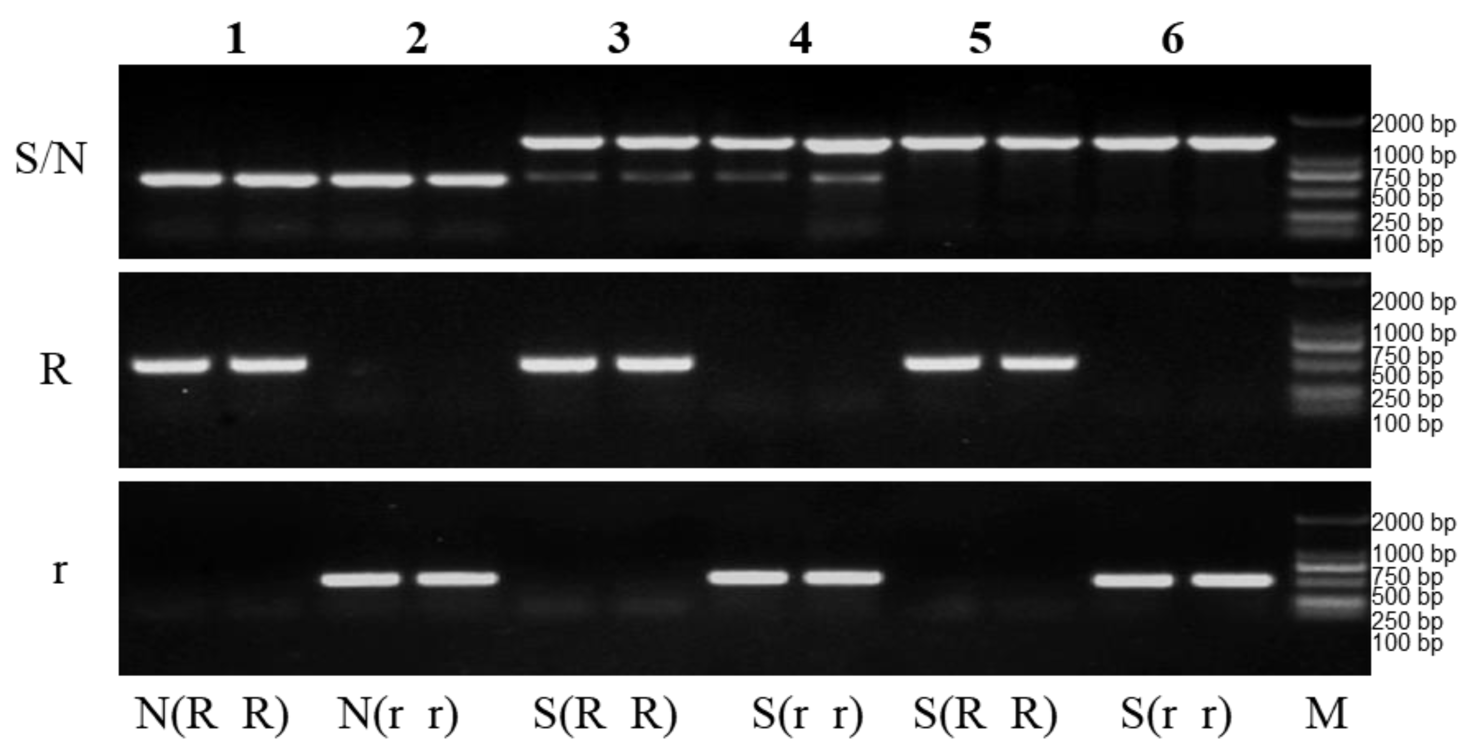 Plants 12 01514 g004