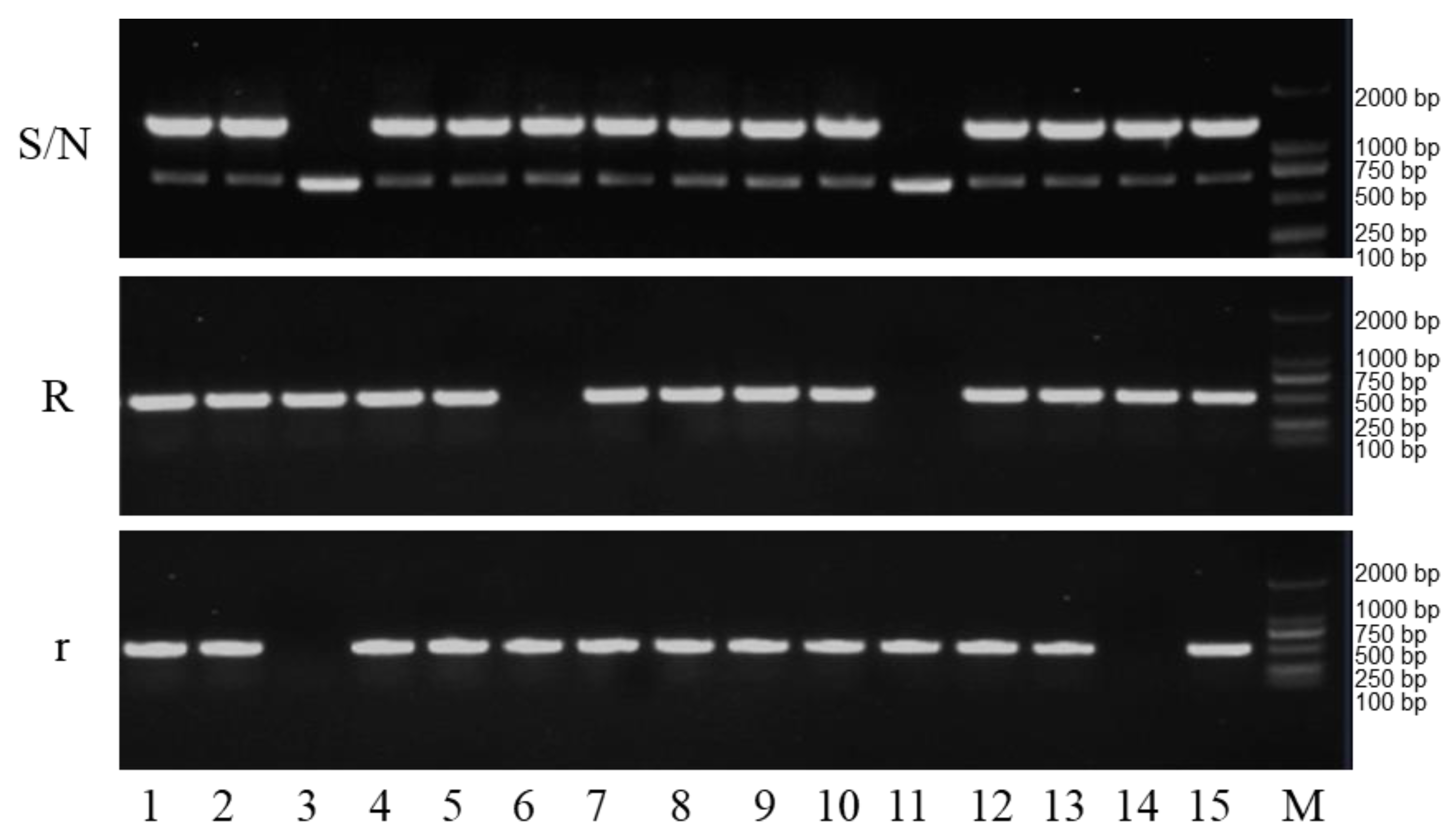 Plants 12 01514 g005