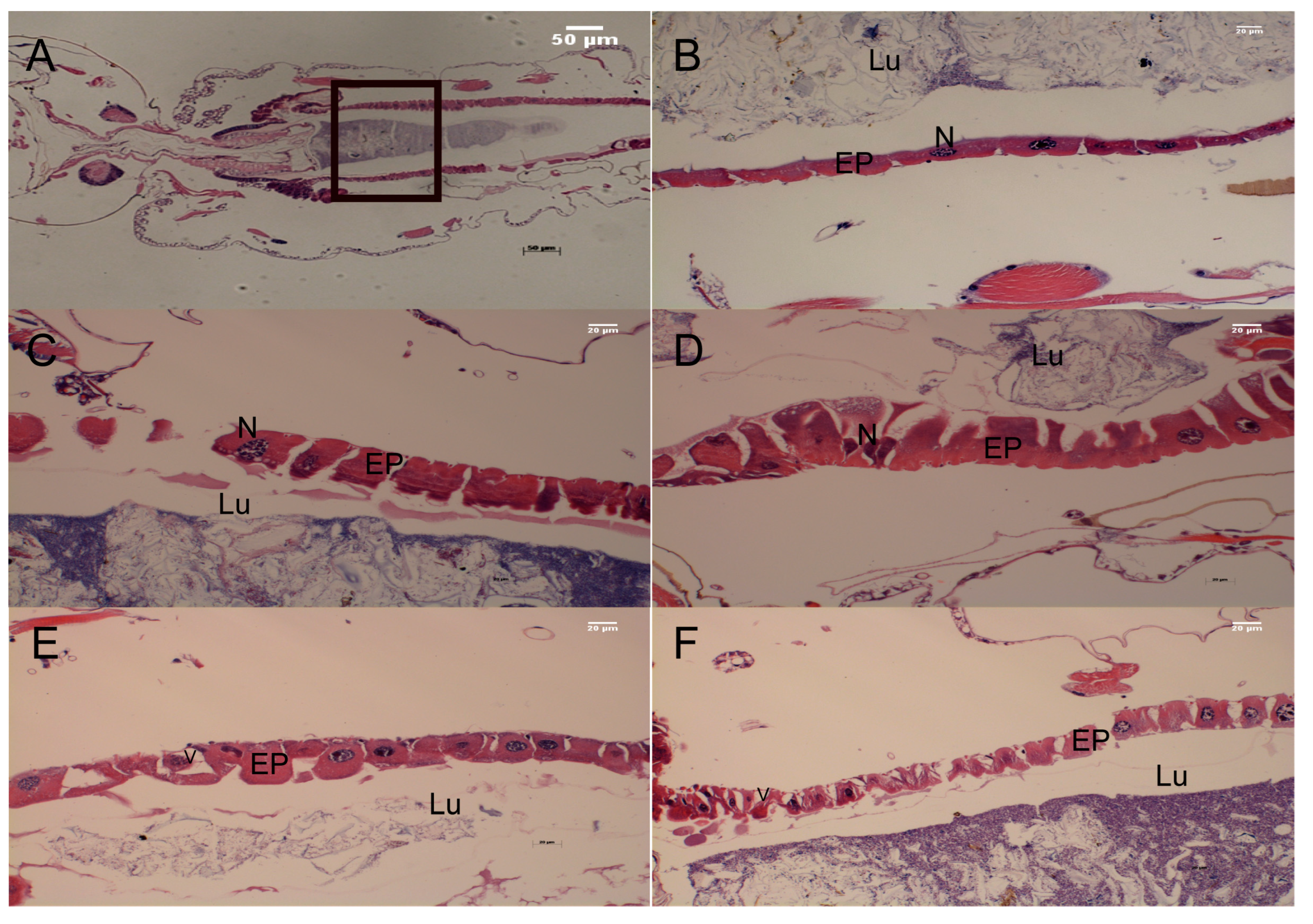 Plants 12 01516 g004