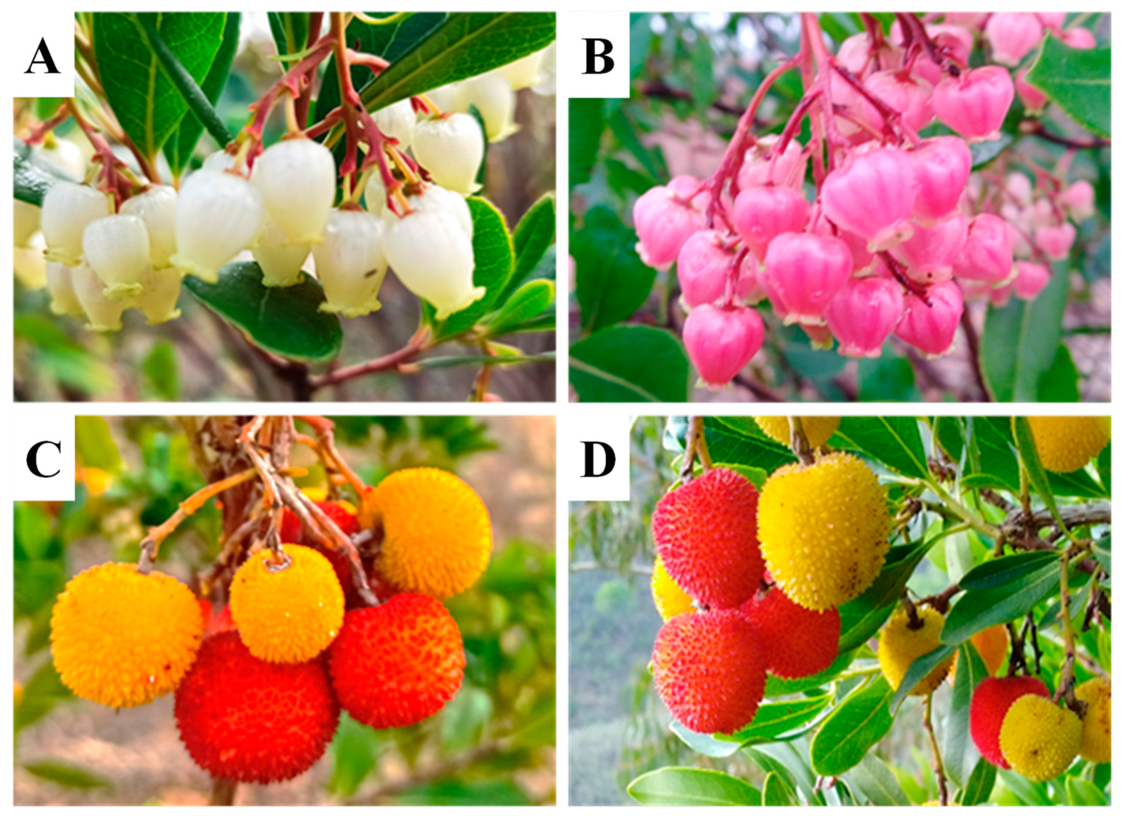 Plants 12 01517 g001