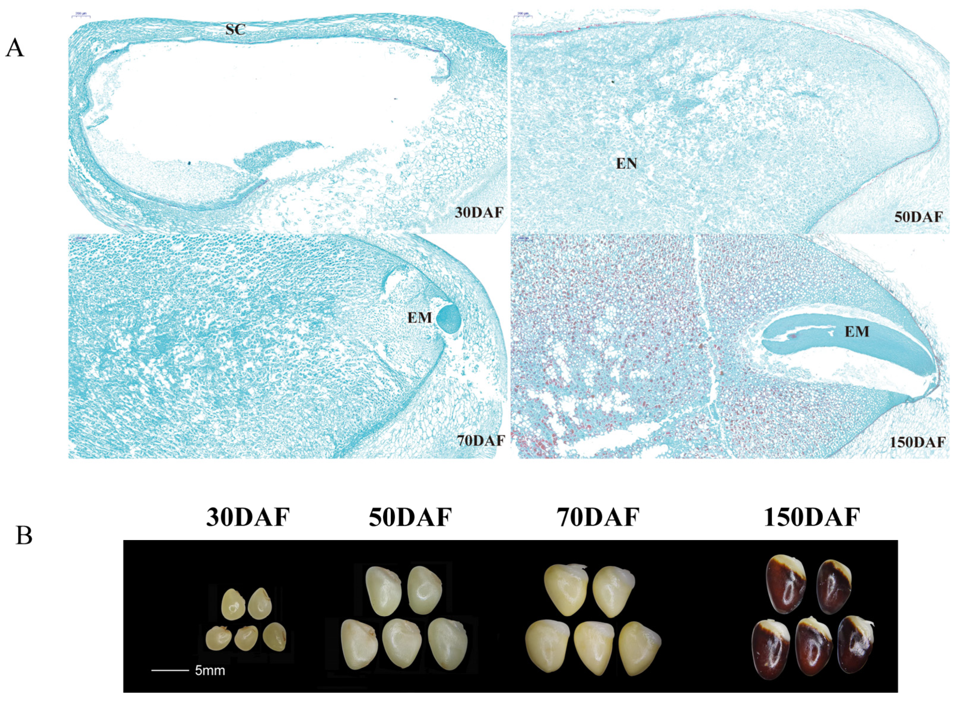 Plants 12 01518 g004 Plants 12 01518 g004