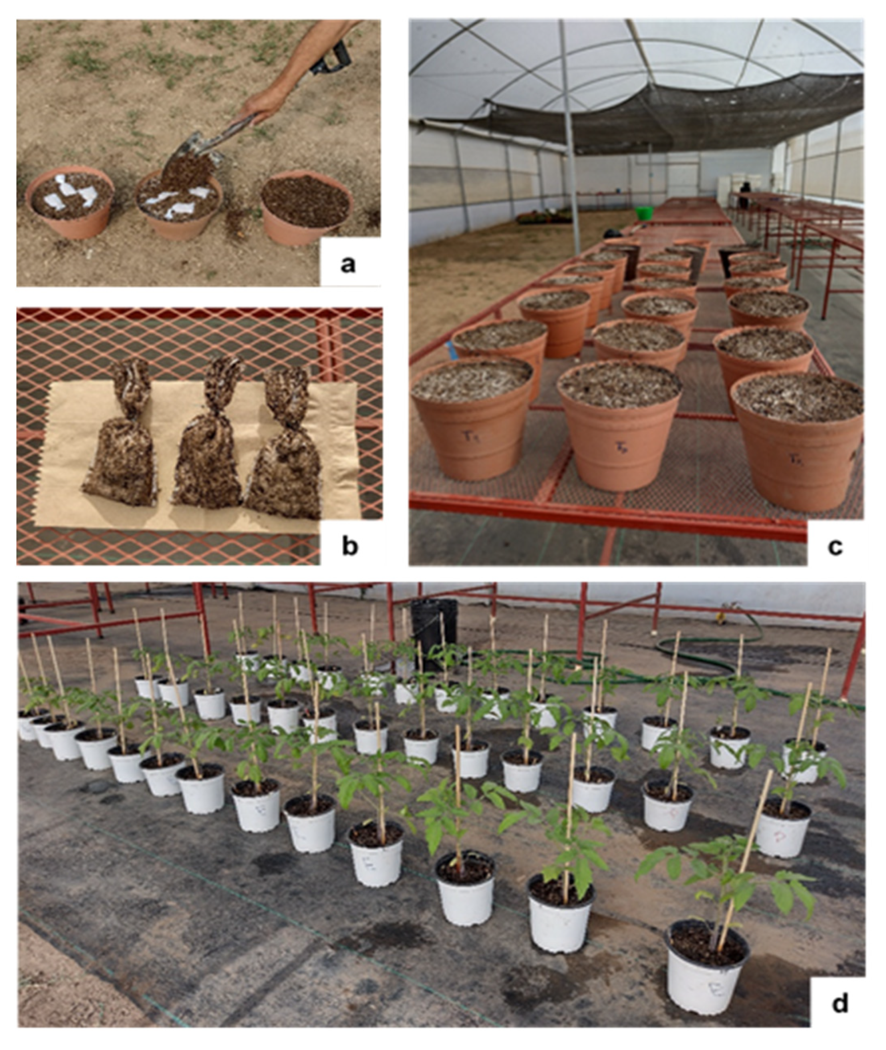 Plants 12 01520 g006 Plants 12 01520 g006