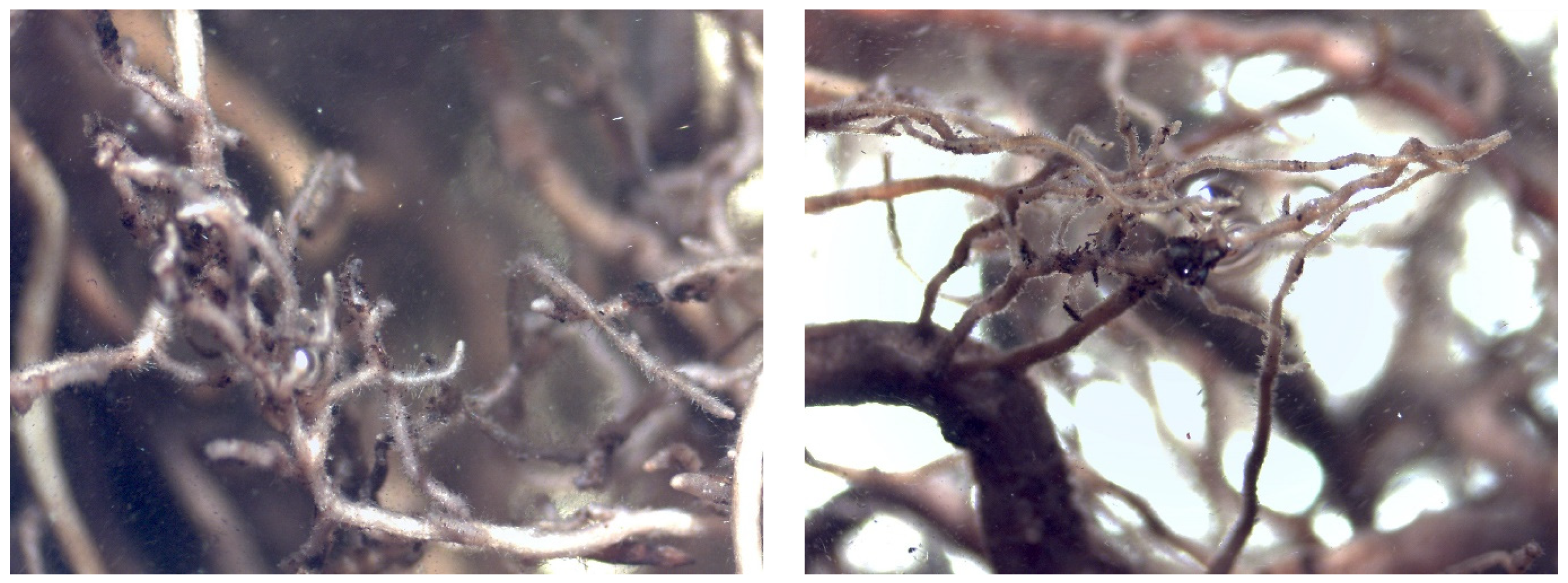 Plants 12 01521 g004