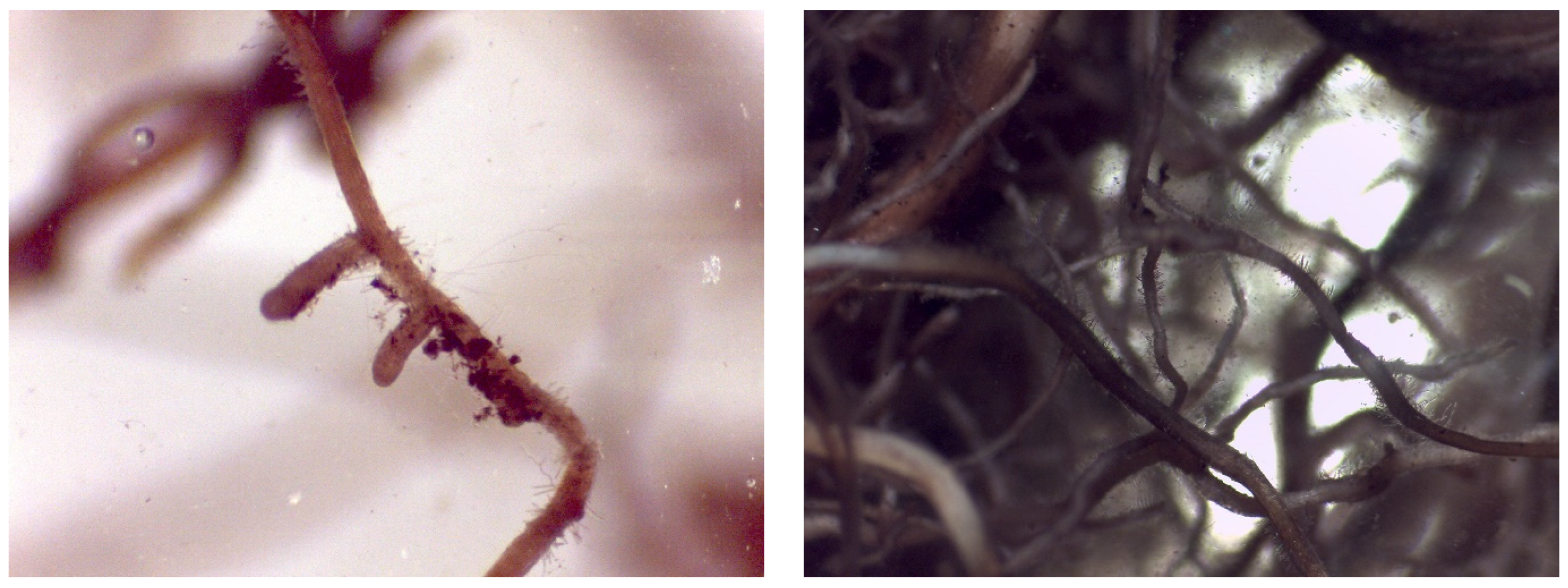 Plants 12 01521 g005